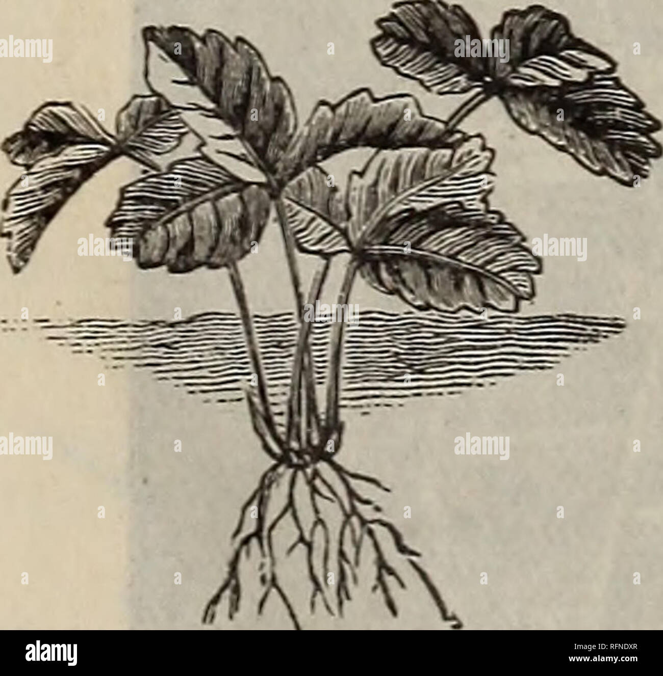 . Catalogue of the Orange County Nurseries. Nurseries (Horticulture