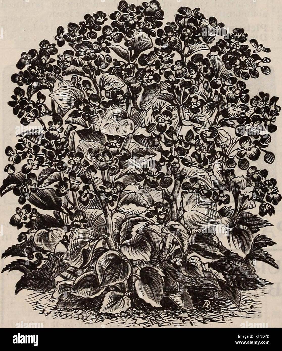 . Burpee's farm annual written at Fordhook Farm. Nurseries (Horticulture) Pennsylvania Philadelphia Catalogs; Vegetables Seeds Catalogs; Plants, Ornamental Catalogs; Flowers Seeds Catalogs. BURPEE'S CAMELLIA=FLOWERED BALSAM. In large size and perfect form, Burpee's' Superb Camellia-Flowered Balsams are without a rival, except in Burpee's Defiance. The flowers, borne in wonderful profusion, resemble the Camellia in form, and are often fully as double; most of the varieties are of extraordinary size, frequently more than two inches in diameter. From our extensive cultures—and we are the largest  Stock Photo