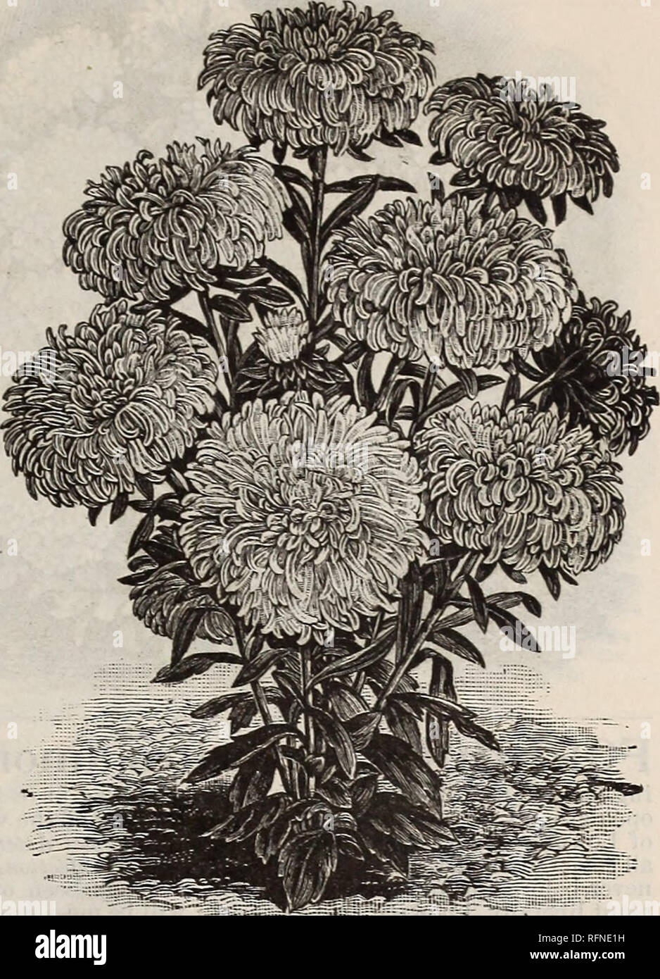. Burpee's farm annual written at Fordhook Farm. Nurseries (Horticulture) Pennsylvania Philadelphia Catalogs; Vegetables Seeds Catalogs; Plants, Ornamental Catalogs; Flowers Seeds Catalogs. FORDHOOK FLOWER SEEDS. 99 COMET ASTERS. As now developed this magnificent new tribe of Asters comes perfectly true in character ; the plants, twelve to fifteen inches high, form regular pyramids completely covered with superb, large, double flowers, of an intensely artistic beauty. The illustration shows how closely the beautiful flowers, with their ar- tistically curved and twisted petals, resemble the fin Stock Photo