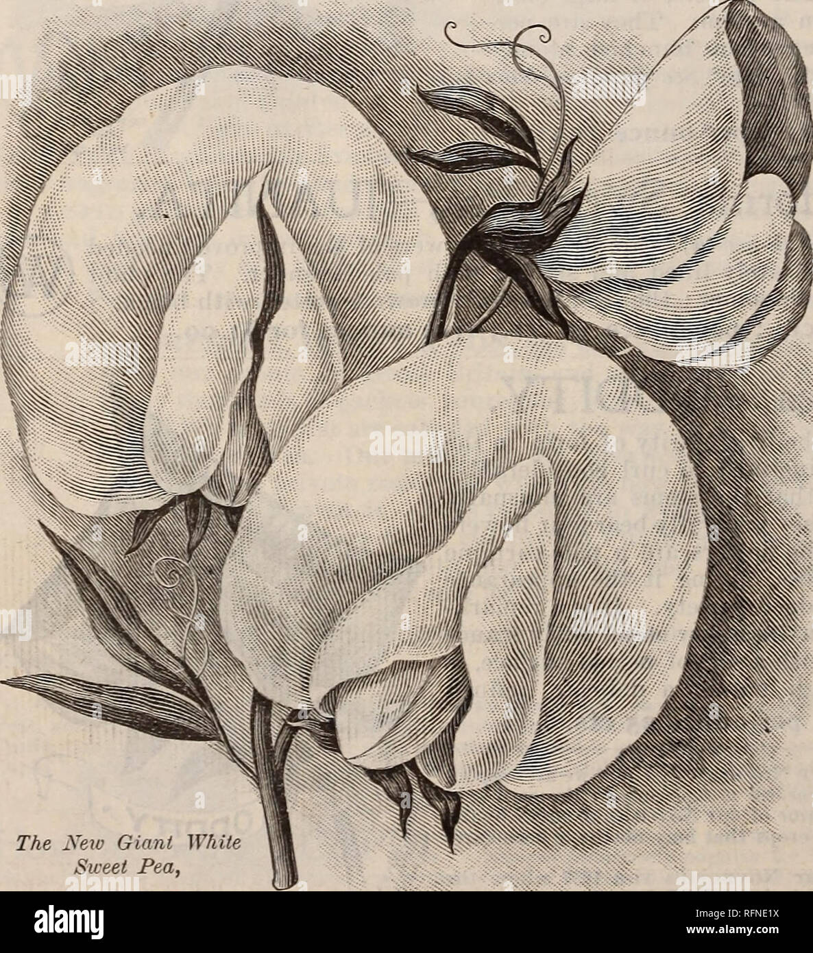 . Burpee's farm annual written at Fordhook Farm. Nurseries (Horticulture) Pennsylvania Philadelphia Catalogs; Vegetables Seeds Catalogs; Plants, Ornamental Catalogs; Flowers Seeds Catalogs. New Sweet Pea—DAYBREAK. Daybeeak is the first novelty of his own that Me. Hutchlns has offered, and is the best original sort he has been at toork on. It has a white ground, and on the hack of the standard is a crimson-scarlet cloud, which shows through in fine veins and network, giving to the front a crimson-scarlet watered effect. The wings are white, slightly flaked with crimson. Per pkt. 10 cts.; ounce  Stock Photo