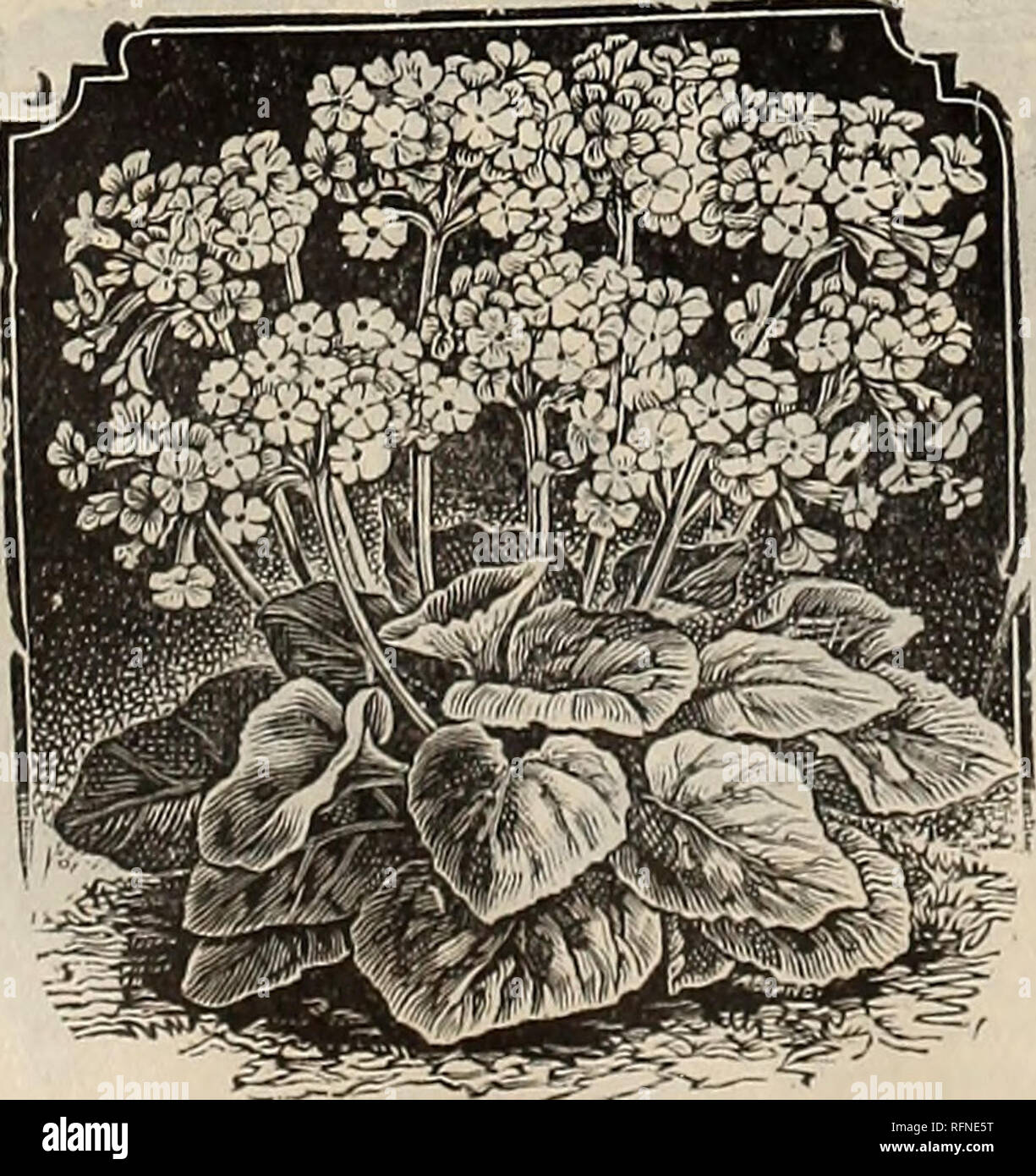. Illustrated catalogue of plants, bulbs, trees, etc.. Nurseries (Horticulture) Kentucky Louisville Catalogs; Plants, Ornamental Catalogs; Flowers Catalogs; Trees Seedlings Catalogs; Fruit Catalogs. Primula ChineneiB. Pelargoniums. See special collection. Pentstemon Barrata. An excellent herbaceous plant, blooming all summer. 15 cents each. Pilogyne Suavis. A charming climber, very dense grower, very useful for forming growing festoons between small trees or stakes, trees, etc. Also fine for the house in winter. 20 cents, each. Plicatum Grass. (PANICUM PLICATUM.) This is a tropical plant from  Stock Photo