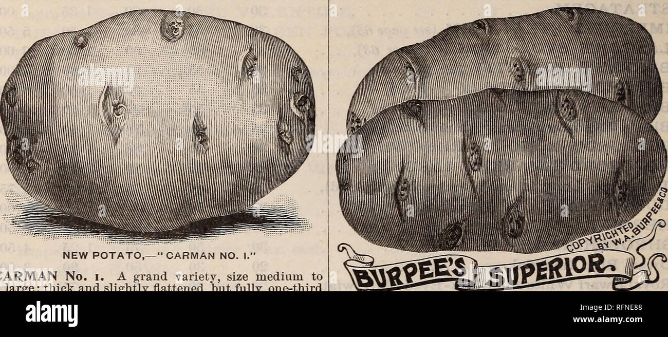 . Burpee's farm annual written at Fordhook Farm. Nurseries (Horticulture) Pennsylvania Philadelphia Catalogs; Vegetables Seeds Catalogs; Plants, Ornamental Catalogs; Flowers Seeds Catalogs. Burpee's Best SEED POTATOES. There is certainly 11 no money in potatoes'''' at the low prices of this year and last. Many growers will undoubtedly get discouraged, and hence it is quite likely that a much smaller acreage will be put in this year. Hence we would not be surprised to see potatoes advance in price for crop of 1897. BSS^* If you intend to plant any potatoes this year, either for market or home u Stock Photo