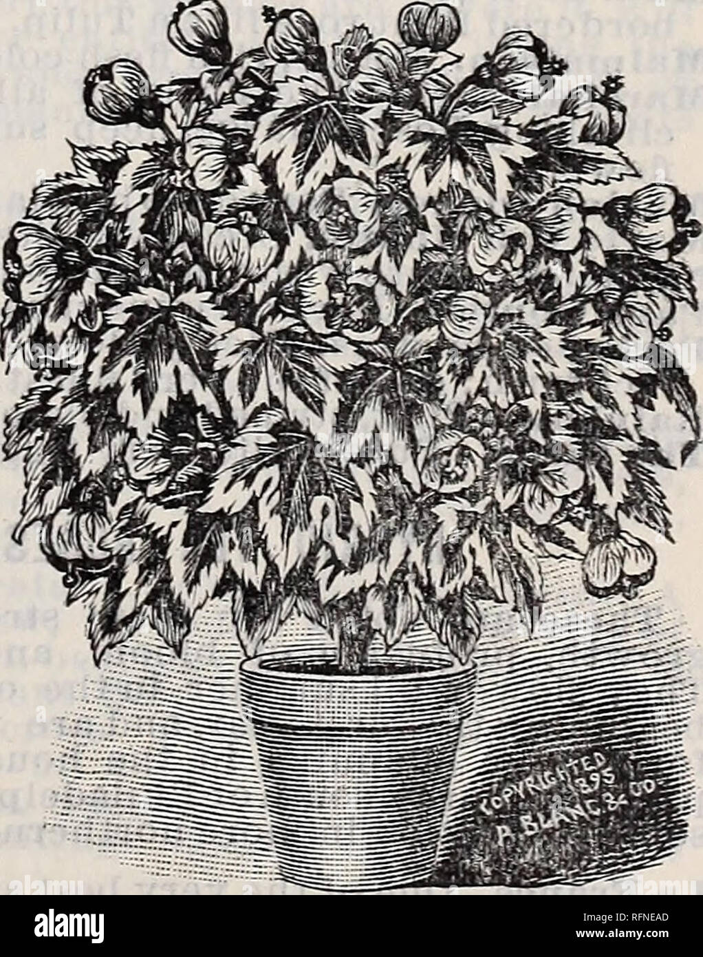 . Goodell's seeds, bulbs, roses, rare water lilies, chrysanthemums and other plants. Nurseries Massachusetts Amherst Catalogs; Flowers Catalogs; Vegetables Seeds Catalogs; Plants, Ornamental Catalogs. ALAMANDA WILLIAMSI. A new and magnificent pot plant which blooms continually all summer. The flowers are bell-shaped from 3 to 4 inches in diameter of a rich clear yellow color, and sweetly scented. It is of the easiest culture and has been much admired by all who have seen it. 25 cents each. DWAKF E VERBLOOMING CALLA, Little Gem. The great value of this elegant Calla over the old sorts consists  Stock Photo