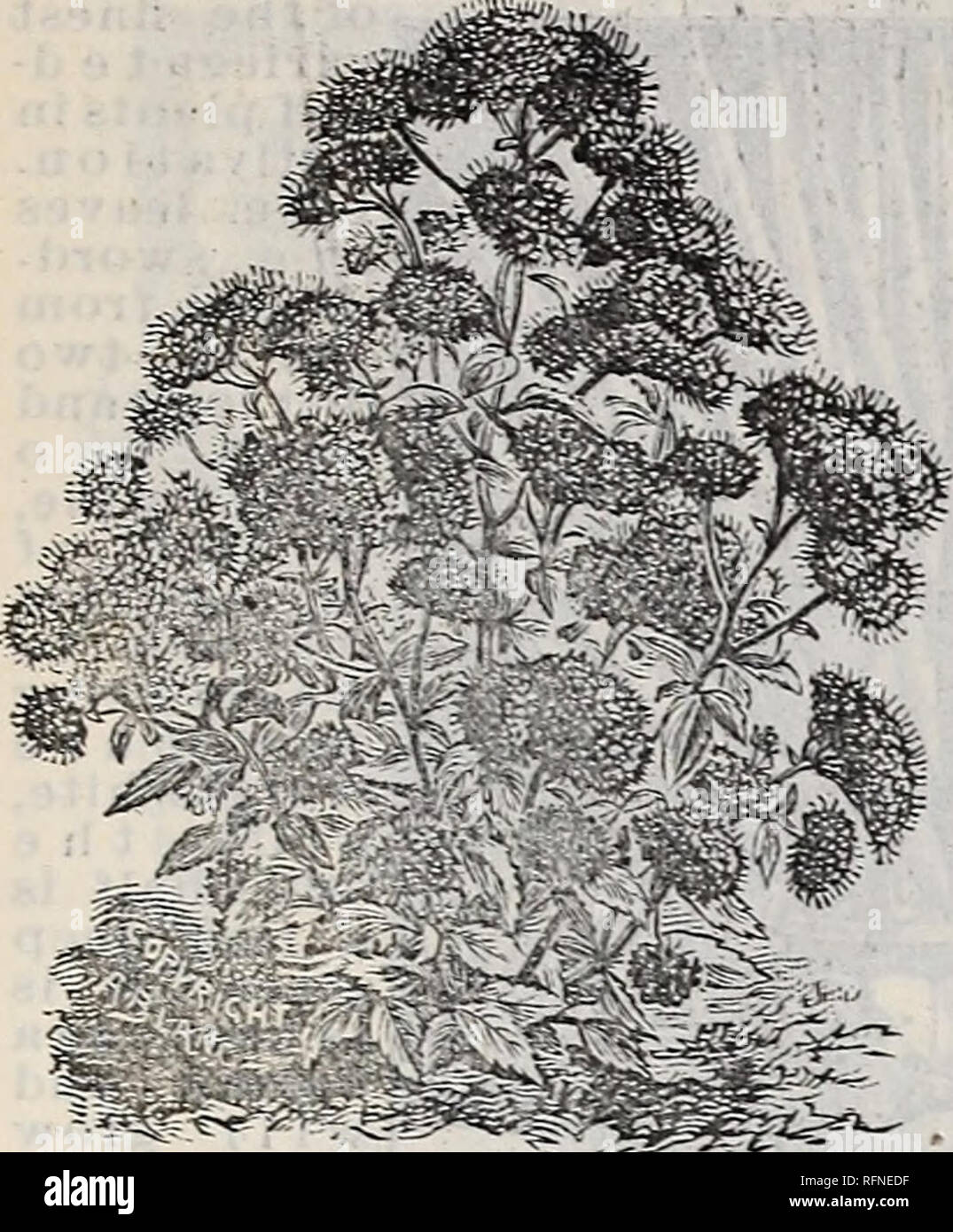 Caryopteris X Clandonensis First Choice Garden Design Ideas
