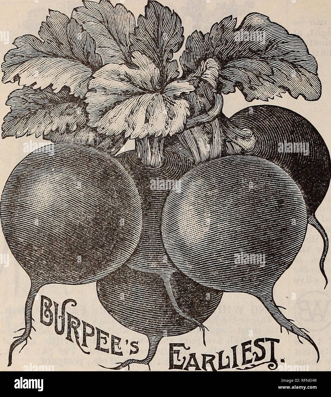 . Burpee's farm annual written at Fordhook Farm. Nurseries (Horticulture) Pennsylvania Philadelphia Catalogs; Vegetables Seeds Catalogs; Plants, Ornamental Catalogs; Flowers Seeds Catalogs. W. ATLEE BURPEE &amp; CO., PHILADELPHIA.. BURPEE'S EARLIEST (SCA button) RADISH. Named and introduced by us in 1887, this new Radish has given excellent satisfaction all over the United States. One customer reports that Burpee's Earliest was ready for the table April 25th, while the French Breakfast, sown the same day, was not ready until a week later. Mr. J. A. Hill, Mooreville, Ala., re- ports that he pla Stock Photo