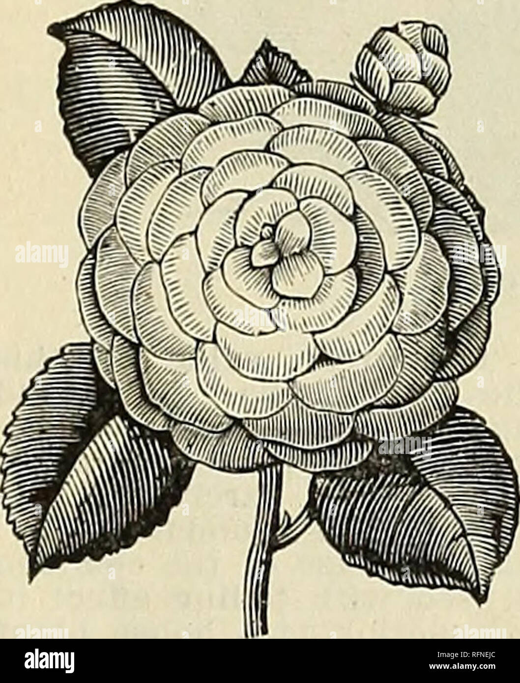 Illustrated Catalogue Of Plants Bulbs Trees Etc Nurseries Horticulture Kentucky Louisville Catalogs Plants Ornamental Catalogs Flowers Catalogs Trees Seedlings Catalogs Fruit Catalogs Beethoven White Mid Rib Rose Caladium Fancy Leaved,Simple Dragon Pencil Drawing