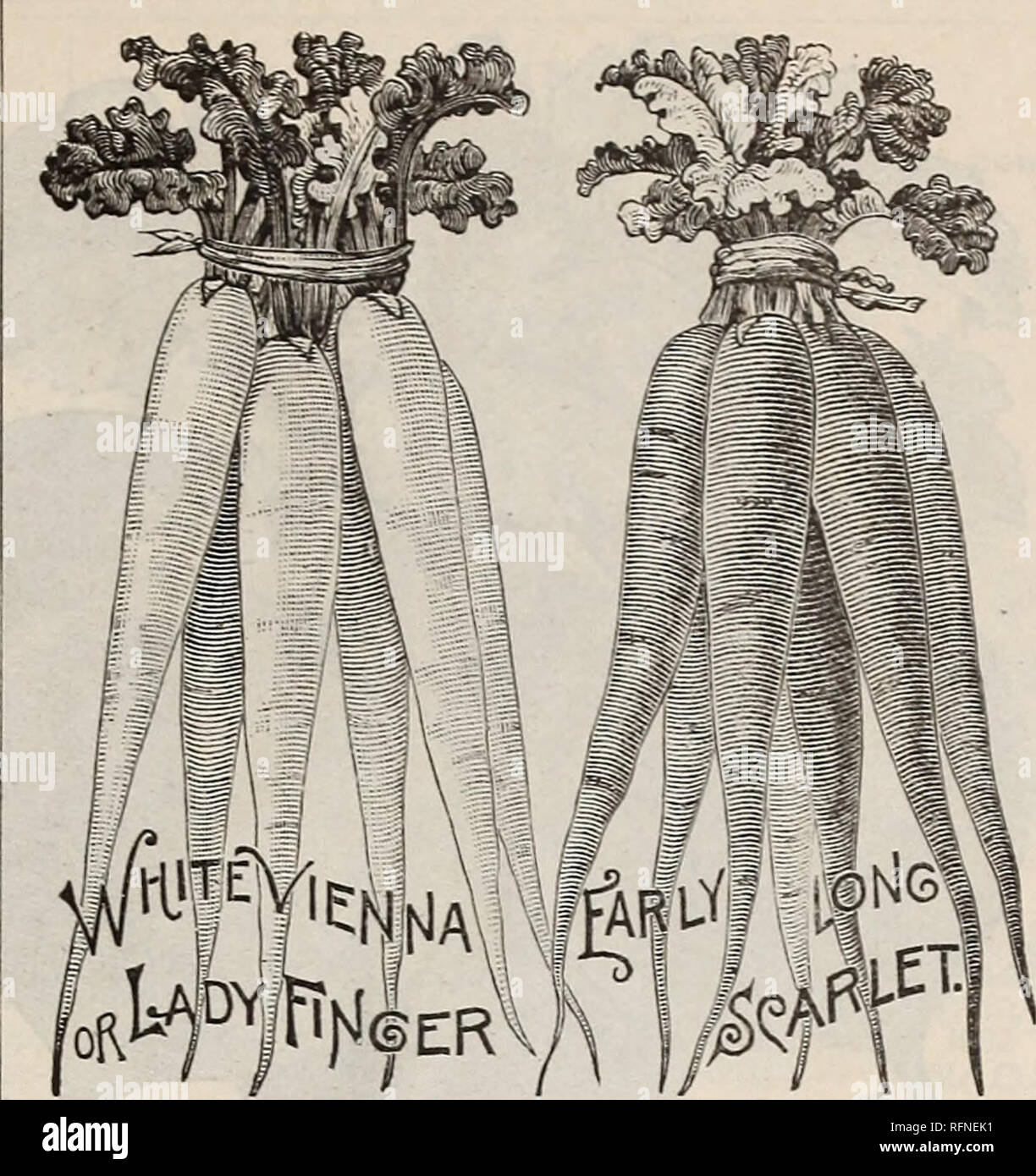 . Burpee's farm annual written at Fordhook Farm. Nurseries (Horticulture) Pennsylvania Philadelphia Catalogs; Vegetables Seeds Catalogs; Plants, Ornamental Catalogs; Flowers Seeds Catalogs. New Earliest White Radish. First introduced from France last year, this is undoubtedly the earliest White Radish in cultivation, —in fact, at Fordhook it was the earliest of all Ra- dishes. The beautiful little radishes, of the size and form shown in the illus- tration, are ready for the table in only eighteen to twenty days from sowing the seed. Of handsome olive shape; both skin and flesh are white, of cl Stock Photo