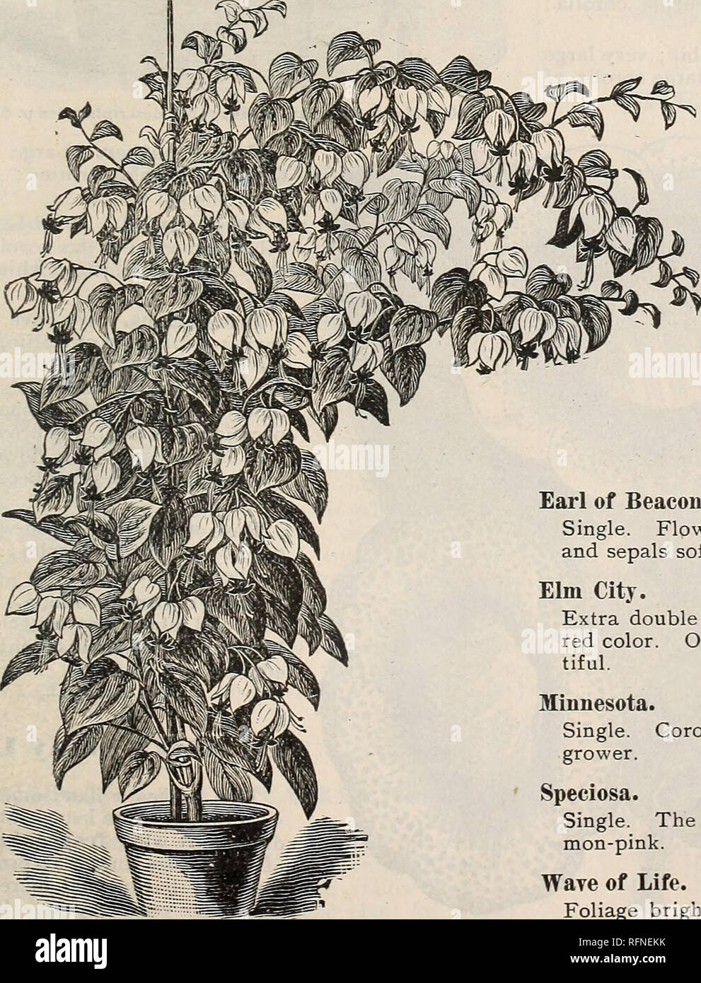 . Catalogue of flowers. Nursery stock Indiana Richmond Catalogs; Flowers Catalogs; Roses Catalogs; Plants, Ornamental Catalogs; Shrubs Catalogs; Vegetables Seeds Catalogs. Illustrated Catalogue of Flowers, 1897. 59 CAMPSIOIUM FILICIFOUUM. An elegant climbing plant ; suitable for pot. culture or for out-door bedding on a small trellis ; its light, graceful habit has given it the popular name of &quot;Climbing Fern.&quot; Of very easy culture. 10 cents. CYPERUS ALTERNIFOLIUS. (Umbrella Plant.) A splendid aquatic plant, throwing up stems two to three feet high, surmounted at the top with a whorl  Stock Photo