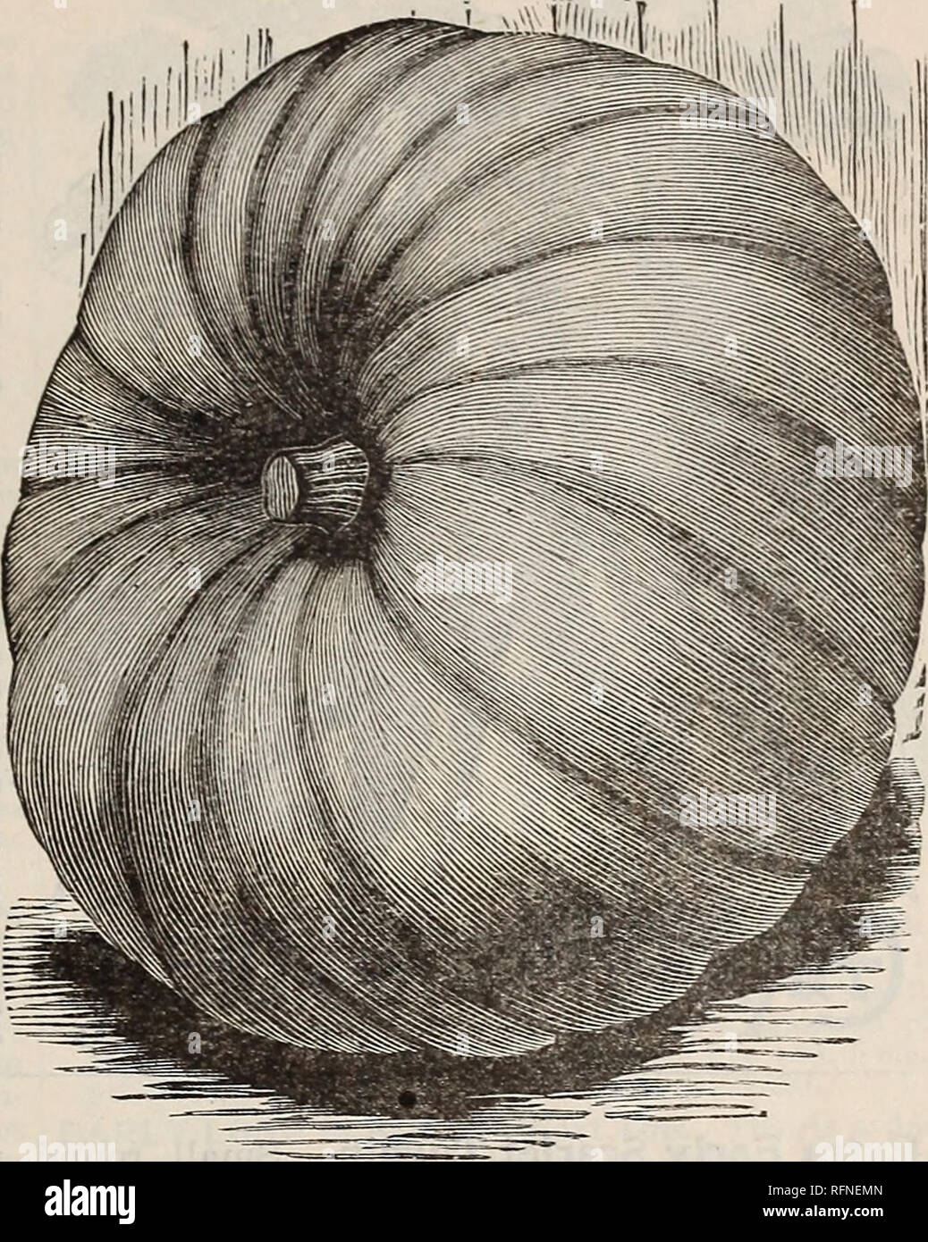 . Burpee's farm annual written at Fordhook Farm. Nurseries (Horticulture) Pennsylvania Philadelphia Catalogs; Vegetables Seeds Catalogs; Plants, Ornamental Catalogs; Flowers Seeds Catalogs. BURPEE'S VEGETABLE SEEDS. 67 THE ORIGINAL GENUINE MAMMOTH PUMPKIN. GENUINE MAMMOTH, or TRUE POTIRON (also called KING OF THE MAMMOTHS, Large Yellow Mammoth, Mammoth $50.00 Pumpkin, and Jumbo Pumpkin). The pride taken in growing the largest pumpkin, and the great demand for the seed, explains the multitude of names which this, the Genuine Mammoth Pumpkin (which we have al- ways sold under its original name), Stock Photo
