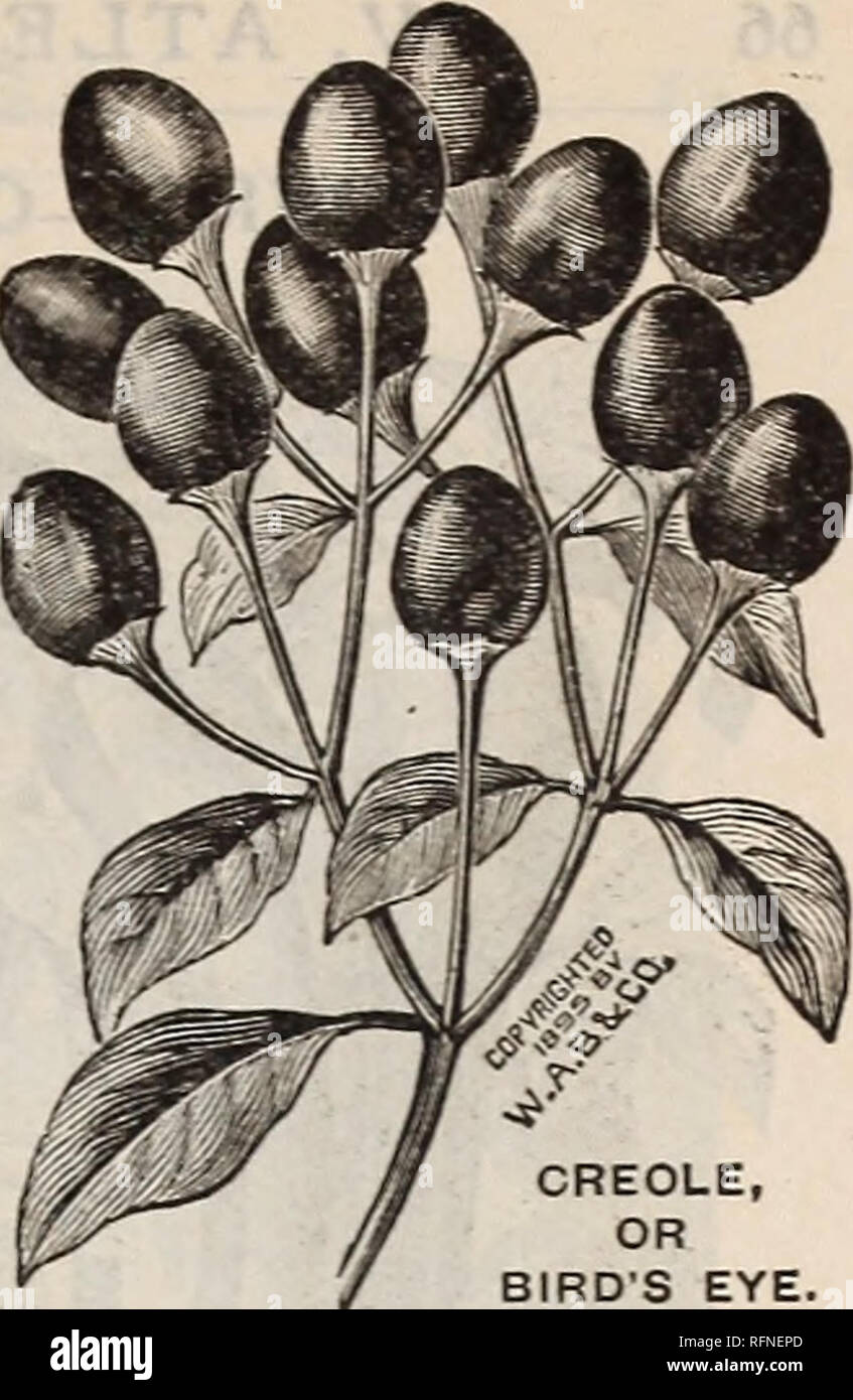 . Burpee's farm annual written at Fordhook Farm. Nurseries (Horticulture) Pennsylvania Philadelphia Catalogs; Vegetables Seeds Catalogs; Plants, Ornamental Catalogs; Flowers Seeds Catalogs. PEPPERS The hot, pungent flavor of a pepper is in inverse ratio to its size, the small peppers being the hottest, while the large varieties are quite mild in flavor. Every vegetable garden should have several varieties, while some are sufficiently beautiful to include in the flower garden. TABASCO PEPPER. The Tabasco Sauce has a national reputation for flavoring soup, oysters, meat, etc. The plants develop  Stock Photo