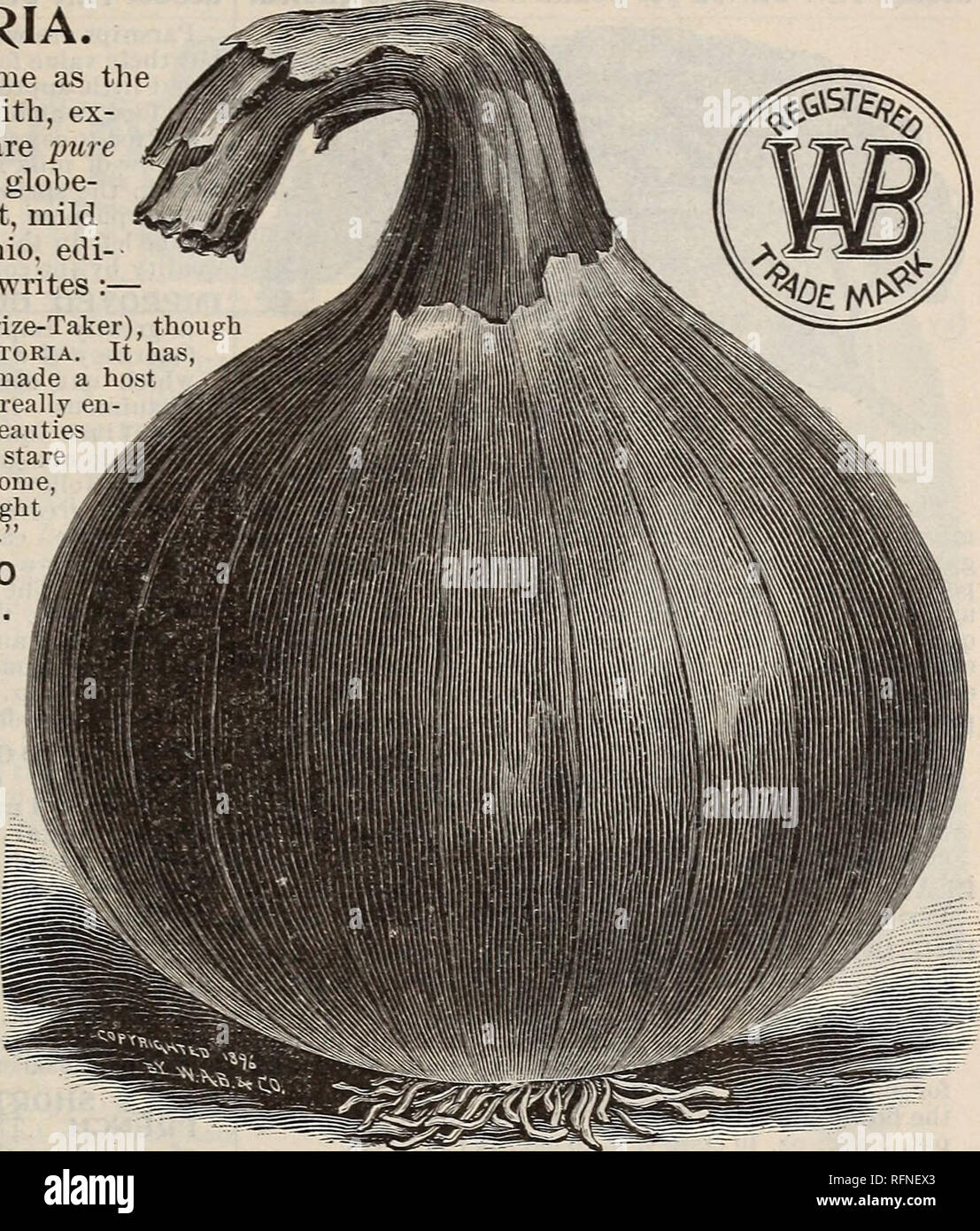 . Burpee's farm annual written at Fordhook Farm. Nurseries (Horticulture) Pennsylvania Philadelphia Catalogs; Vegetables Seeds Catalogs; Plants, Ornamental Catalogs; Flowers Seeds Catalogs. New Mammoth VICTORIA ONIONS. This new race of Onions, from the island of Sardinia, was introduced by us eight years ago. We offer American-Grown Seed, which is far superior to the Italian-grown generally sold. WHITE VICTORIA. This is identically the same as the Bed Victoria, illustrated herewith, ex- cept that both skin and flesh are pure ichite. It is a very handsome globe- shaped onion, solid, and of swee Stock Photo
