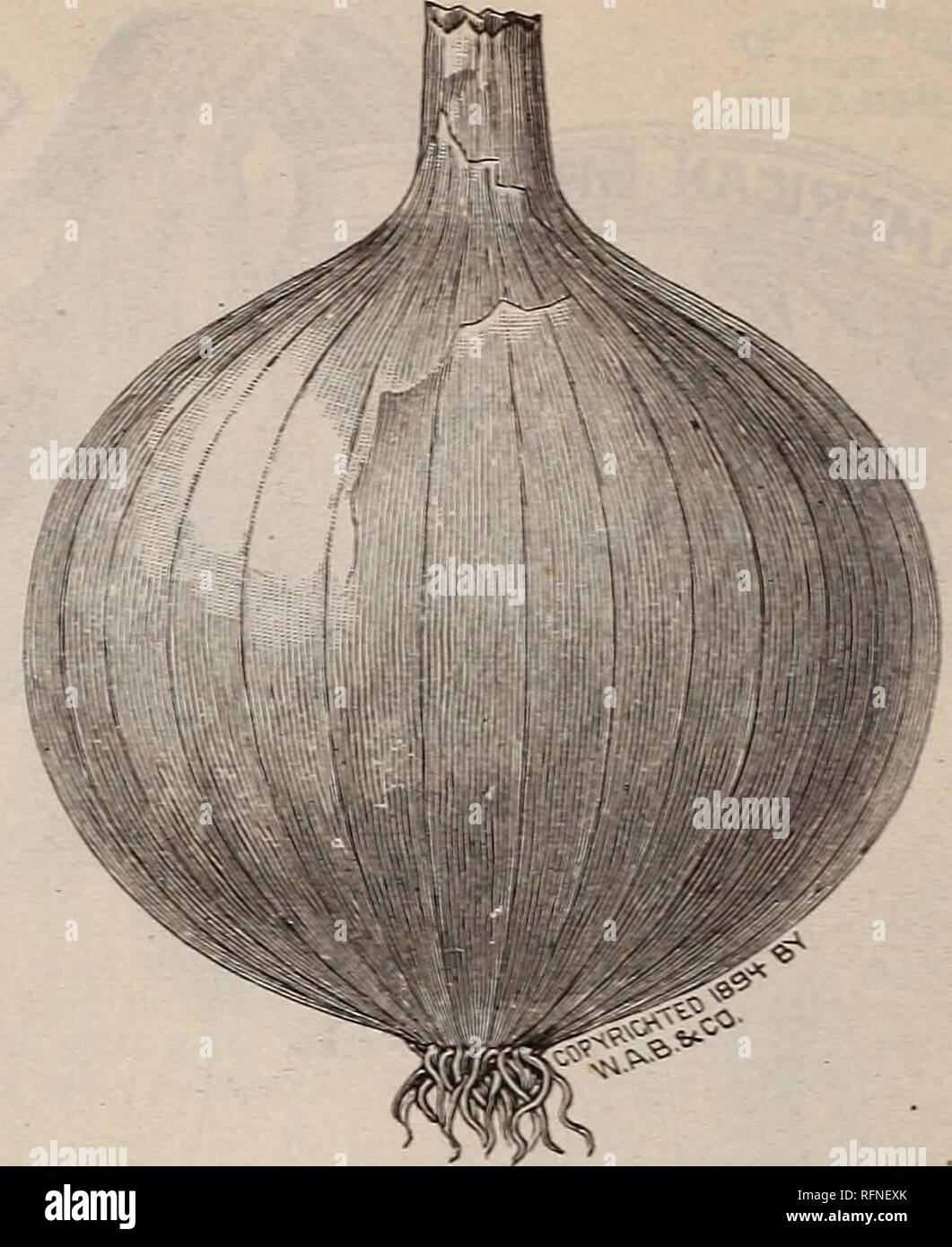 . Burpee's farm annual written at Fordhook Farm. Nurseries (Horticulture) Pennsylvania Philadelphia Catalogs; Vegetables Seeds Catalogs; Plants, Ornamental Catalogs; Flowers Seeds Catalogs. 58 W. ATLEE BURPEE &amp; CO., PHILADELPHIA. ITALIAN ONIONS. All the Italian Onions are of very sweet, delicate fla- vor, milder than our American Onions. They grow rapidly from seed. Of great value for family gardens. While much money has been made out of these Italian Onions, grown for market, particularly in the South, yet, as they are not good keepers, we would advise the novice to experiment on a small  Stock Photo