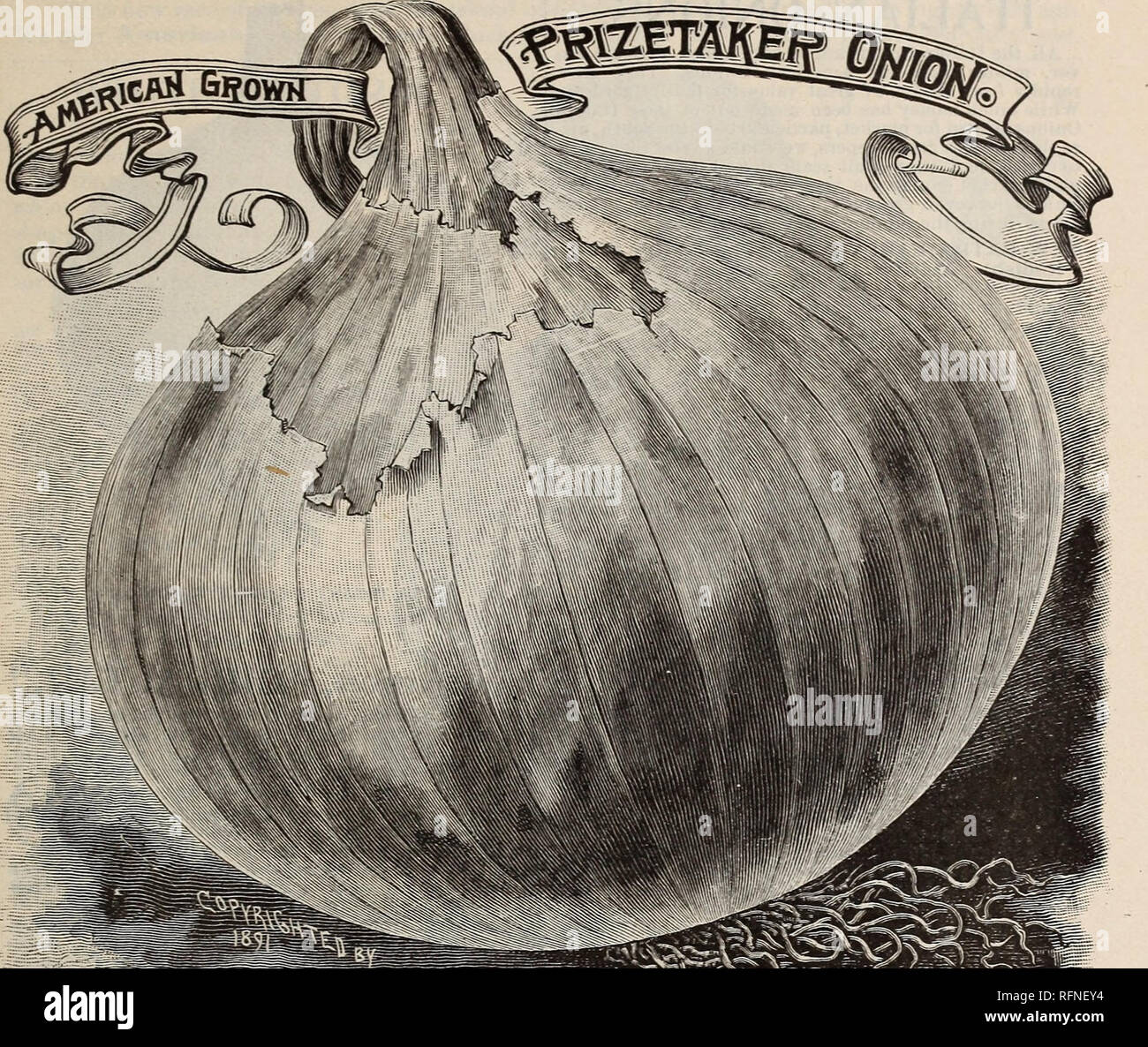 . Burpee's farm annual written at Fordhook Farm. Nurseries (Horticulture) Pennsylvania Philadelphia Catalogs; Vegetables Seeds Catalogs; Plants, Ornamental Catalogs; Flowers Seeds Catalogs. AMERICAN ONION SEED. 57. THE PRIZE=TAKER ONION. The Ameeican-Geown Peize-Takee Onion grows uniform in shape, of a nearly perfect globe, as shown in the illustration, with thin skin of bright straw-color ; it is of immense size, measuring from twelve to eighteen inches in circumference, while under special cultivation specimen bulbs have been raised to weigh from four to five and a half pounds each. It ripen Stock Photo