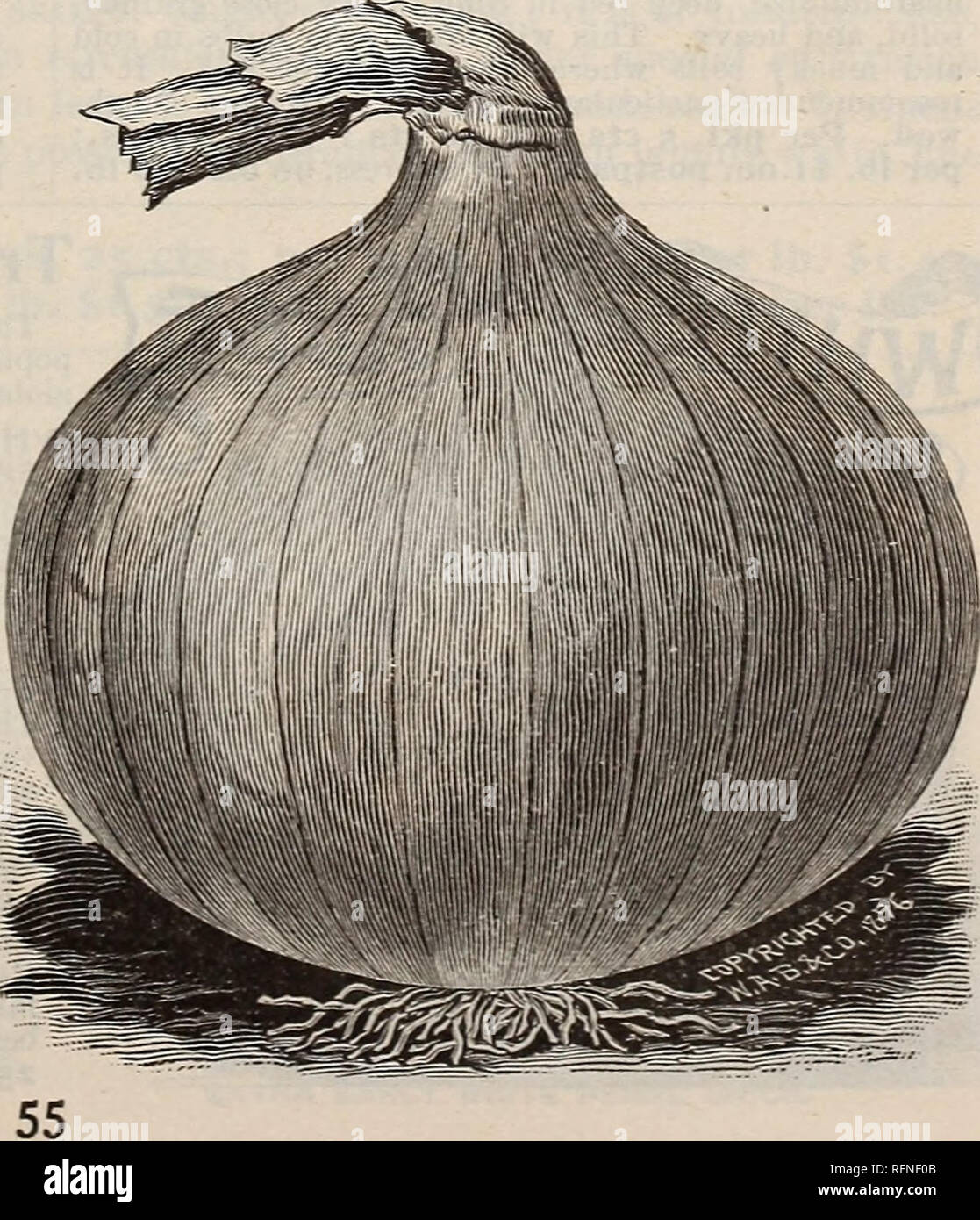 . Burpee's farm annual written at Fordhook Farm. Nurseries (Horticulture) Pennsylvania Philadelphia Catalogs; Vegetables Seeds Catalogs; Plants, Ornamental Catalogs; Flowers Seeds Catalogs. GOOD ONION SEED is of the utmost importance. Fully realizing this, we make a Specialty of the BEST Onion Seed. We have all our crops raised under special contract, subject to careful supervision. Our Ouion Seed is grown only from choice, selected bulbs, examined critically before being set out for seed. In quality it is vastly superior to much that is put upon the market, often grown by persons either too i Stock Photo