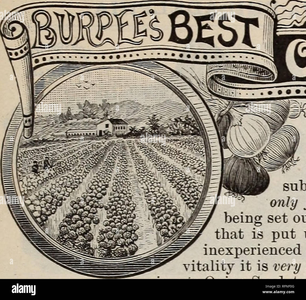 . Burpee's farm annual written at Fordhook Farm. Nurseries (Horticulture) Pennsylvania Philadelphia Catalogs; Vegetables Seeds Catalogs; Plants, Ornamental Catalogs; Flowers Seeds Catalogs. GOOD ONION SEED is of the utmost importance. Fully realizing this, we make a Specialty of the BEST Onion Seed. We have all our crops raised under special contract, subject to careful supervision. Our Ouion Seed is grown only from choice, selected bulbs, examined critically before being set out for seed. In quality it is vastly superior to much that is put upon the market, often grown by persons either too i Stock Photo