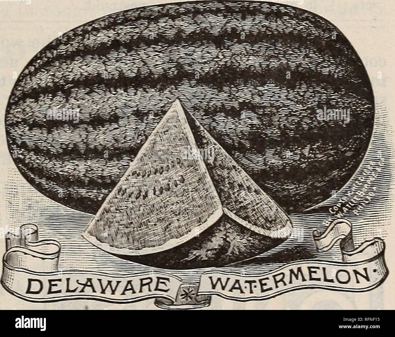 . Burpee's farm annual written at Fordhook Farm. Nurseries (Horticulture) Pennsylvania Philadelphia Catalogs; Vegetables Seeds Catalogs; Plants, Ornamental Catalogs; Flowers Seeds Catalogs. NEW WATERMELON, —COLE'S EARLY. WATERMELON,-COLE'S EARLY. This is one of the finest early watermelons ; of medium size, form and markings shown in the illustration, engraved from a photograph. It is so early that it matures in every State ; very hardy ; the flesh is deep red in color, clear to the rind, and &quot;is most sweet and delicate in flavor. It is exceedingly brittle, and hence cannot be shipped to  Stock Photo