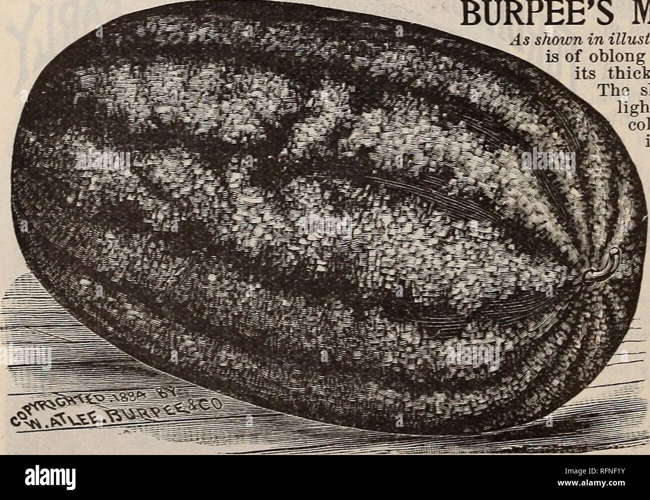 . Burpee's farm annual written at Fordhook Farm. Nurseries (Horticulture) Pennsylvania Philadelphia Catalogs; Vegetables Seeds Catalogs; Plants, Ornamental Catalogs; Flowers Seeds Catalogs. BURPEE'S SEEDS are the BEST that Grow!. Please note that these images are extracted from scanned page images that may have been digitally enhanced for readability - coloration and appearance of these illustrations may not perfectly resemble the original work.. W. Atlee Burpee Company; Henry G. Gilbert Nursery and Seed Trade Catalog Collection. Philadelphia, Pa. : W. Atlee Burpee &amp; Co. Stock Photo