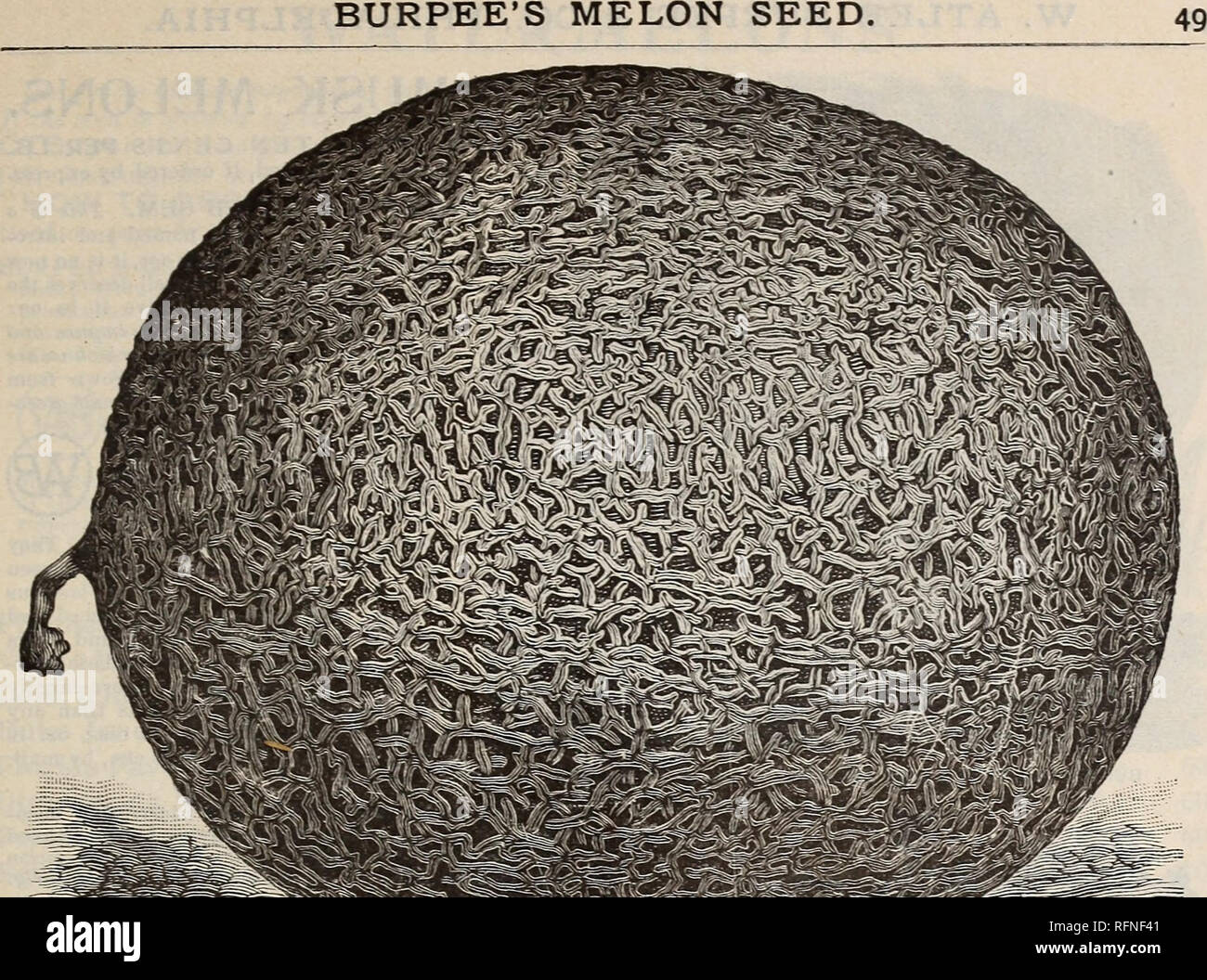 . Burpee's farm annual written at Fordhook Farm. Nurseries (Horticulture) Pennsylvania Philadelphia Catalogs; Vegetables Seeds Catalogs; Plants, Ornamental Catalogs; Flowers Seeds Catalogs. BURPEE'S MELROSE melon. Accurately engraved from a Photograph. —BURPEE'S MELROSE MELON.— The Most Handsome and Decidedly the BEST of all New Cantaloupes. Burpee's Melrose Melon is a very hardy, strong, and vigorous grower, the vines re- maining green longer than in any other variety. The melons are produced abundantly, and very close to the hill,—a feature of great value. The color is rich, dark green ; the Stock Photo