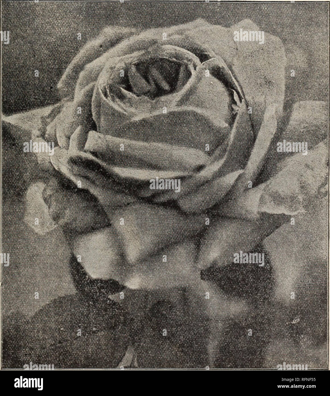 Catalogue Of Flowers Nursery Stock Indiana Richmond Catalogs