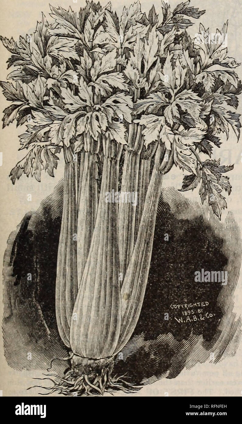 . Burpee's farm annual written at Fordhook Farm. Nurseries (Horticulture) Pennsylvania Philadelphia Catalogs; Vegetables Seeds Catalogs; Plants, Ornamental Catalogs; Flowers Seeds Catalogs. NEW GOLDEN SELF=BLANCHING CELERY. The beautiful appearance of the plant, with its close habit, compact growth, and straight, vigorous stalks, is shown in the illustration. The ribs are perfectly solid, crisp, and of delicious flavor, while it has the decided merit of being self-blanching to a very re- markable degree. Without banking up or any covering whatever, even the outer ribs become of a handsome, fre Stock Photo