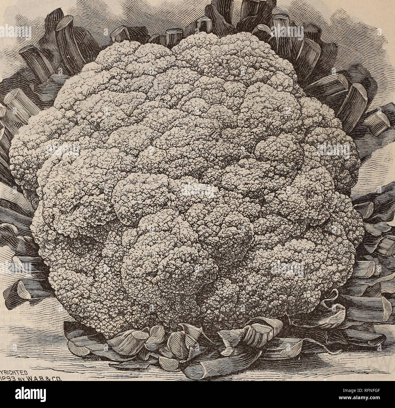 . Burpee's farm annual written at Fordhook Farm. Nurseries (Horticulture) Pennsylvania Philadelphia Catalogs; Vegetables Seeds Catalogs; Plants, Ornamental Catalogs; Flowers Seeds Catalogs. 34 W. ATLEE BURPEE &amp; CO., PHILADELPHIA.. BURPEE'S BEST EARLY cauliflower. Accurately engraved jrom a Photograph. Burpee's BEST EARLY Cauliflower. Named and introduced by us in 1887, this grand variety has proved to be, as claimed, the BEST EARLY Cauliflower in cultivation. It has attained its present perfection after many years' intelligent selection, and is remarkable both for its extra earliness and c Stock Photo
