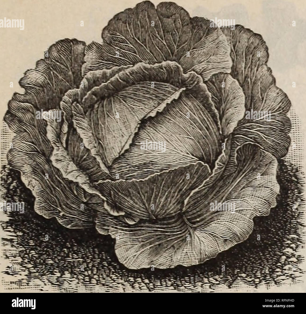 . Burpee's farm annual written at Fordhook Farm. Nurseries (Horticulture) Pennsylvania Philadelphia Catalogs; Vegetables Seeds Catalogs; Plants, Ornamental Catalogs; Flowers Seeds Catalogs. BURPEE'S CABBAGE SEED. 33. Please note that these images are extracted from scanned page images that may have been digitally enhanced for readability - coloration and appearance of these illustrations may not perfectly resemble the original work.. W. Atlee Burpee Company; Henry G. Gilbert Nursery and Seed Trade Catalog Collection. Philadelphia, Pa. : W. Atlee Burpee &amp; Co. Stock Photo
