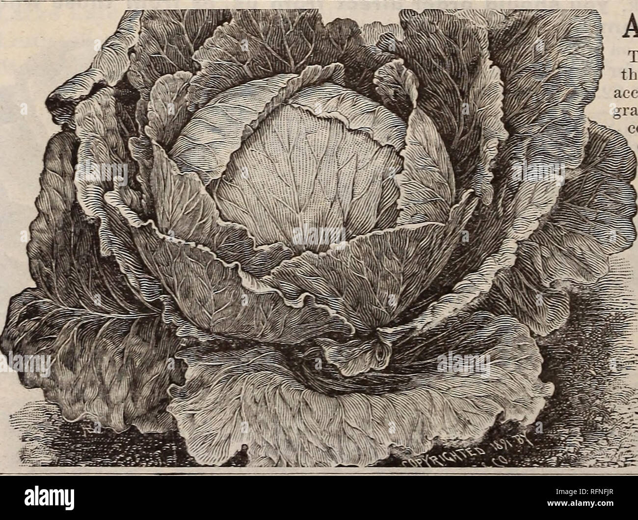 . Burpee's farm annual written at Fordhook Farm. Nurseries (Horticulture) Pennsylvania Philadelphia Catalogs; Vegetables Seeds Catalogs; Plants, Ornamental Catalogs; Flowers Seeds Catalogs. FOTTLER'S EARLY DRUMHEAD, OR SHORT=STEM BRUNSWICK CABBAGE. This is a first-class second-early Drumhead Cabbage. Very solid heads, of medium size, and light bluish-green in color; of close habit of growth, stem very short, the plant heading close to the ground, heads are thick, but decidedly flat, earlier than the Flat Dutch, or other late Cabbages, but not so early as Early Summer. A very good Cabbage as an Stock Photo