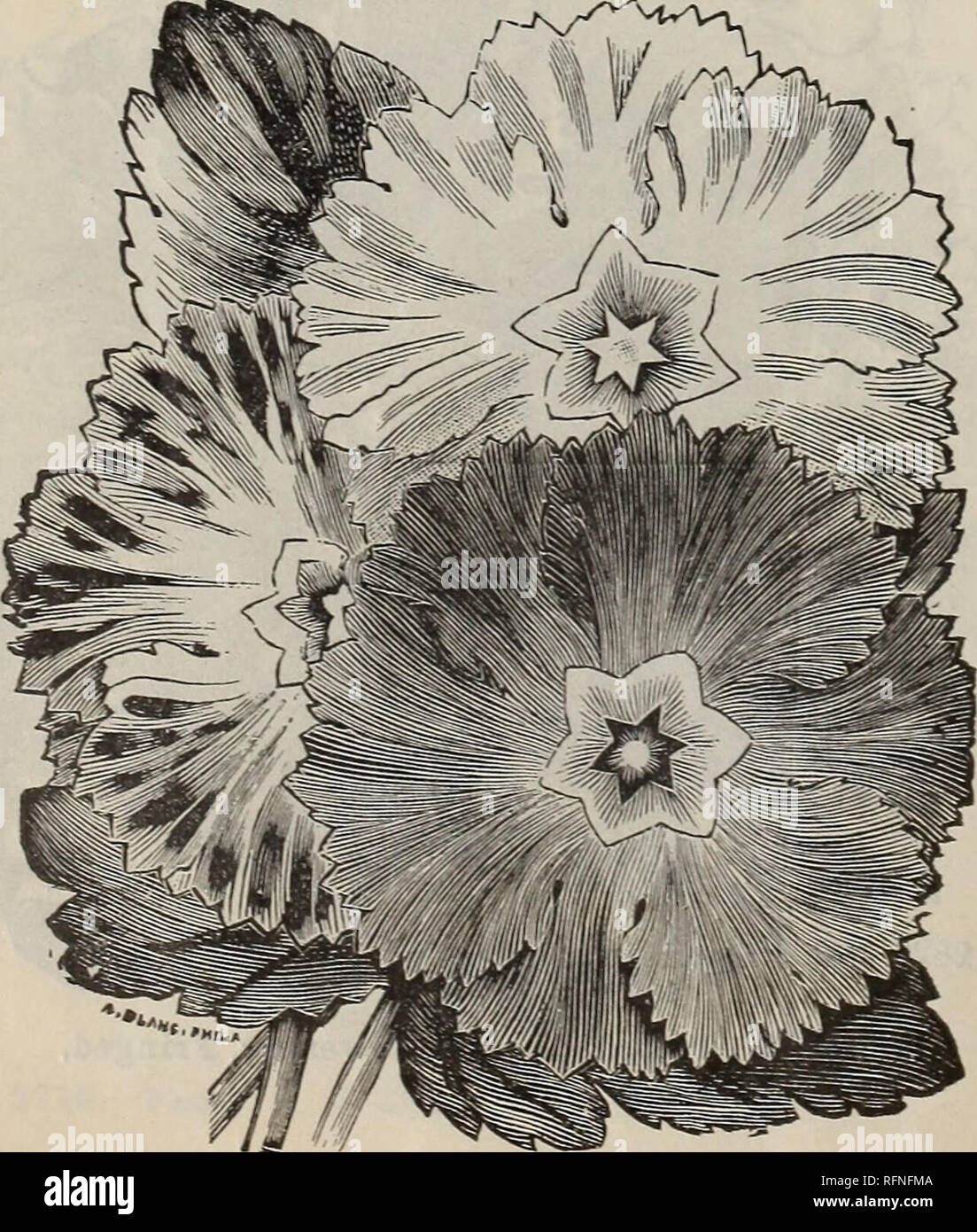 . Seeds : wholesale price list. Nursery stock New York (State) Catalogs; Plants, Ornamental Catalogs; Vegetables Seeds Catalogs; Flowers Seeds Catalogs; Seed industry and trade New York (State) Catalogs. No. 3010.—Primula, Lg. Fig. Fringed, Fern-leaved.. Cat. &gt;o. oz. tr.pkt. pkt Matricaria, see Pvrethrum, No. 3022-28. 2508 *Maurandia Barclayana, mixed SI.00 15 5 Mesembi yanthemum Crystallinum, see Ice Plant, No. 2380. 2512 *—Tricolor (Dew plant) 25 10 d 2514 — Cordifolium Variagatum, for bed- ding 5.00 35 5 2516 — Tigrinum, rare succulent, 1,000 seeds. 2.00 30 10 2518 *Mignonette, lg. fig., Stock Photo