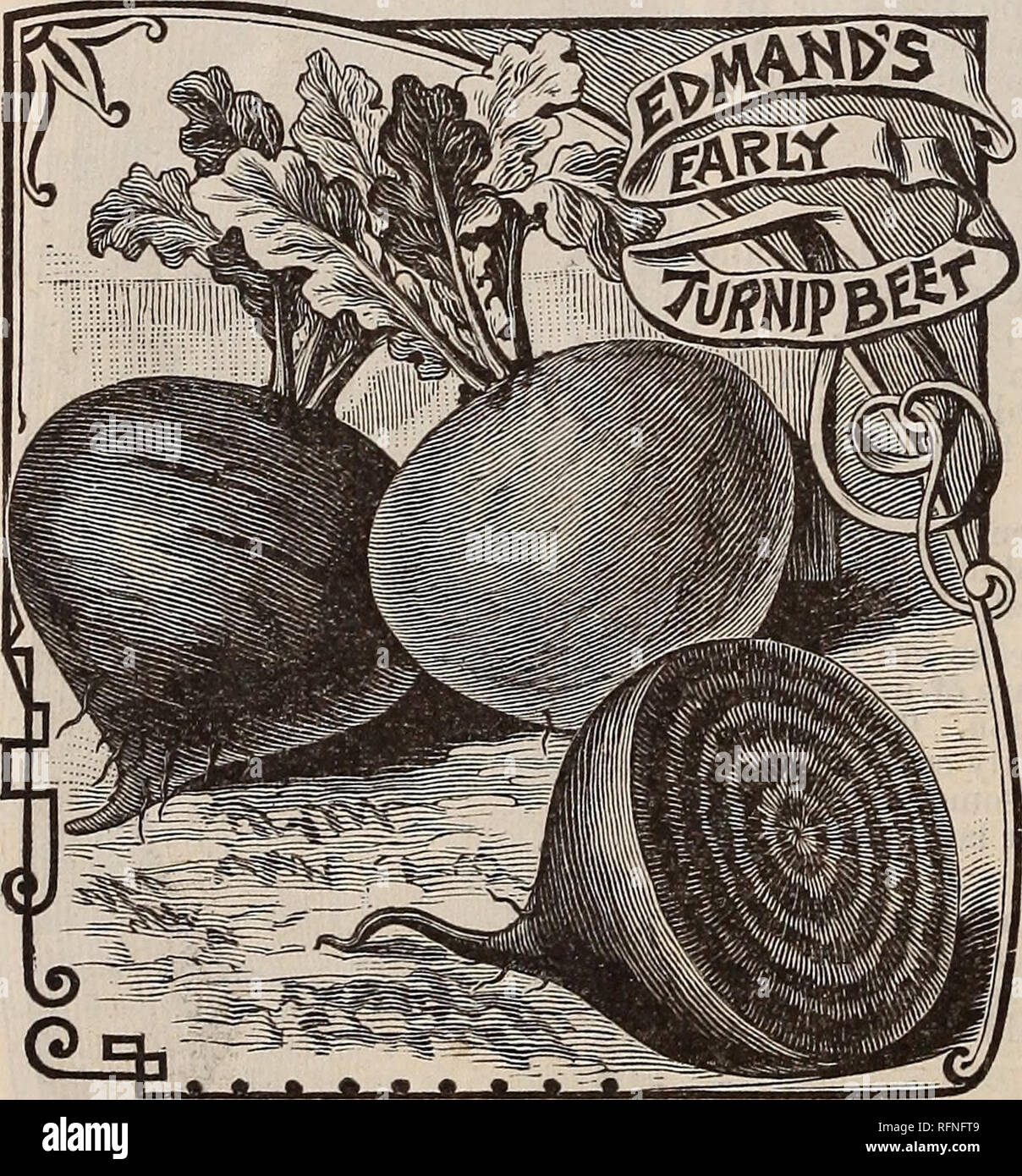 . Burpee's farm annual written at Fordhook Farm. Nurseries (Horticulture) Pennsylvania Philadelphia Catalogs; Vegetables Seeds Catalogs; Plants, Ornamental Catalogs; Flowers Seeds Catalogs. Garden BEETS. Our prices are for seeds, postpaid, by mail. flg^If ordered by express or freight, deduct TEN CENTS per pound from prices quoted. BURPEE'S EXTRA EARLY TURNIP BEET. Fully as early and of better quality than the Egyptian. It makes a fine market crop in seven or eight iveeks from sowing. Of fine, globular shape, and good size; the roots are very smooth. In color the flesh is of alternate rings of Stock Photo