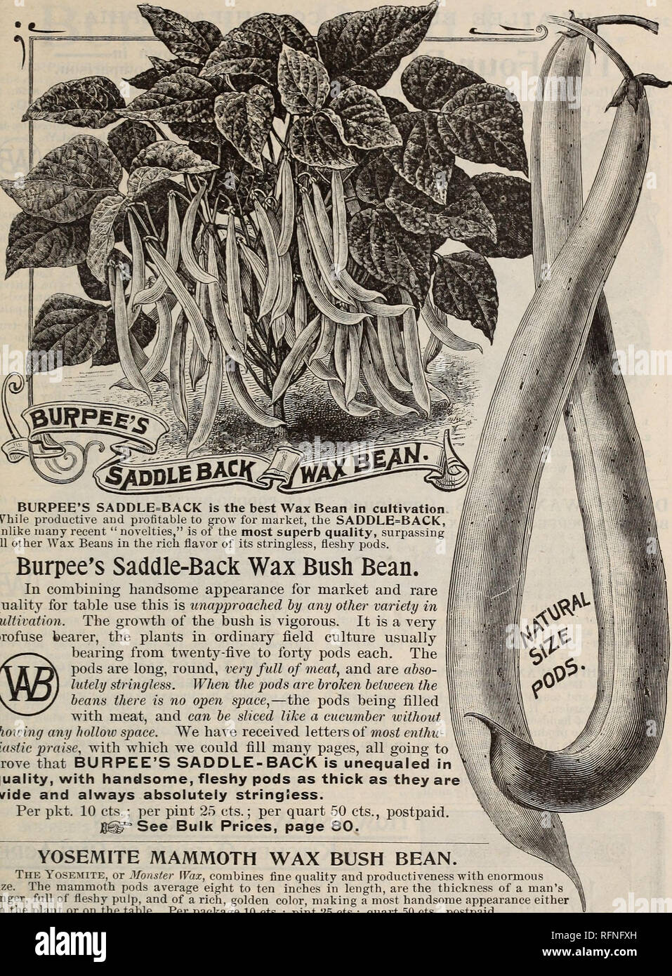 . Burpee's farm annual written at Fordhook Farm. Nurseries (Horticulture) Pennsylvania Philadelphia Catalogs; Vegetables Seeds Catalogs; Plants, Ornamental Catalogs; Flowers Seeds Catalogs. BURPEE'S SADDLE=BACK is the best Wax Bean in cultivation While productive and profitable to grow for market, the SADDLE=BACK, unlike niaDy recent &quot; novelties,&quot; is of the most superb quality, surpassin all other Wax Beans in the rich flavor of its stringless, fleshy pods. Burpee's Saddle-Back Wax Bush Bean. In combining handsome appearance for market and rare quality for table use this is unapproac Stock Photo