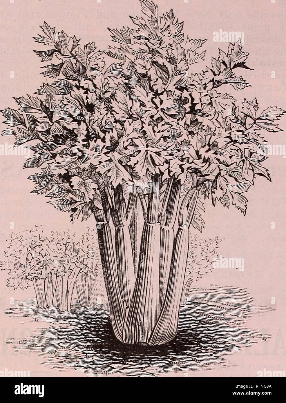 . Burpee's farm annual written at Fordhook Farm. Nurseries (Horticulture) Pennsylvania Philadelphia Catalogs; Vegetables Seeds Catalogs; Plants, Ornamental Catalogs; Flowers Seeds Catalogs. 6 W. ATLEE BURPEE &amp; CO., PHILADELPHIA. ROSE-RIBBED PARIS SELF-BLANCHING CELERY. The illustration herewith, together with the painting from nature on the back cover page, will give a fair idea of this most beautiful new Celery. Our customers will be anxious to secure this variety when we state that it is a sport of the Golden Self-Blanching Celery, de- scribed on page 37, and possesses all the good quali Stock Photo