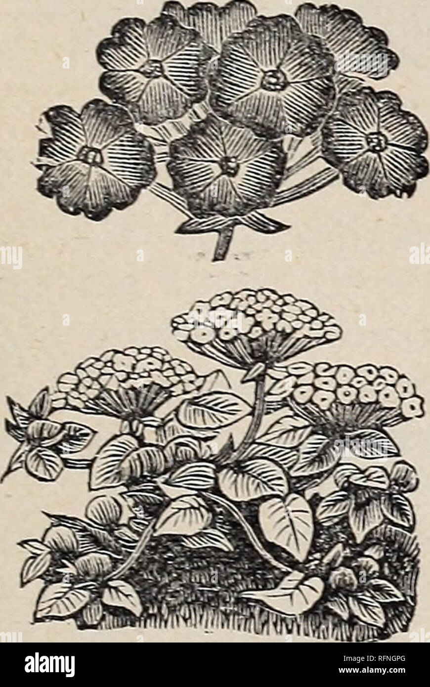 Illustrated And Descriptive Seed Catalogue And Price List Vegetables Seeds Catalogs Herbs Seeds Catalogs Grasses Seeds Catalogs Flowers Seeds Catalogs Commercial Catalogs California San Francisco Price List 69 Descriptive List Of