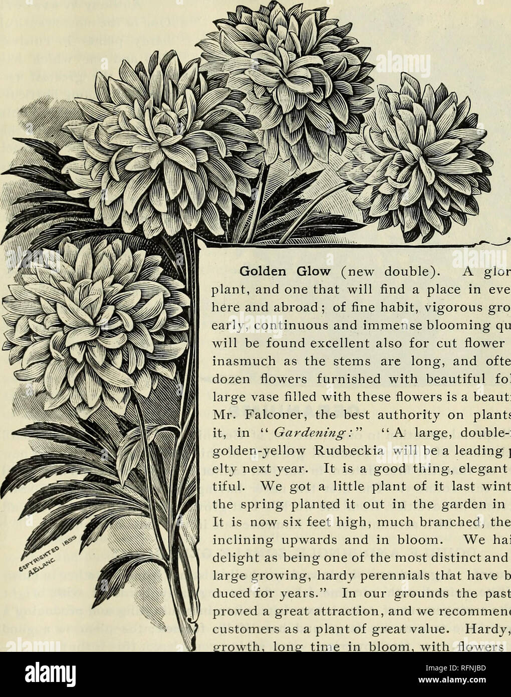 Plants Seeds Bulbs And Flowers Nursery Stock New Hampshire Keene Catalogs Plants Ornamental Catalogs Flowers Catalogs Vegetables Seeds Catalogs Ellis Bbothebs Catalogue 9 Rudbeckia Golden Balls We Pronounce Helped To Introduce