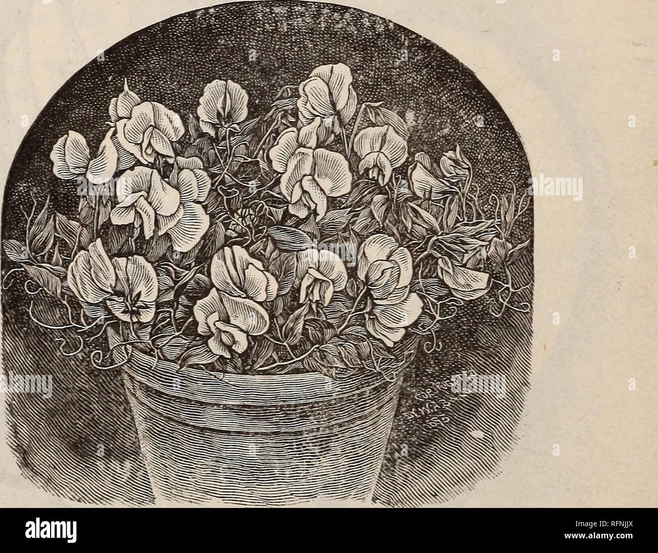 Illustrated and descriptive catalogue of field garden and flower