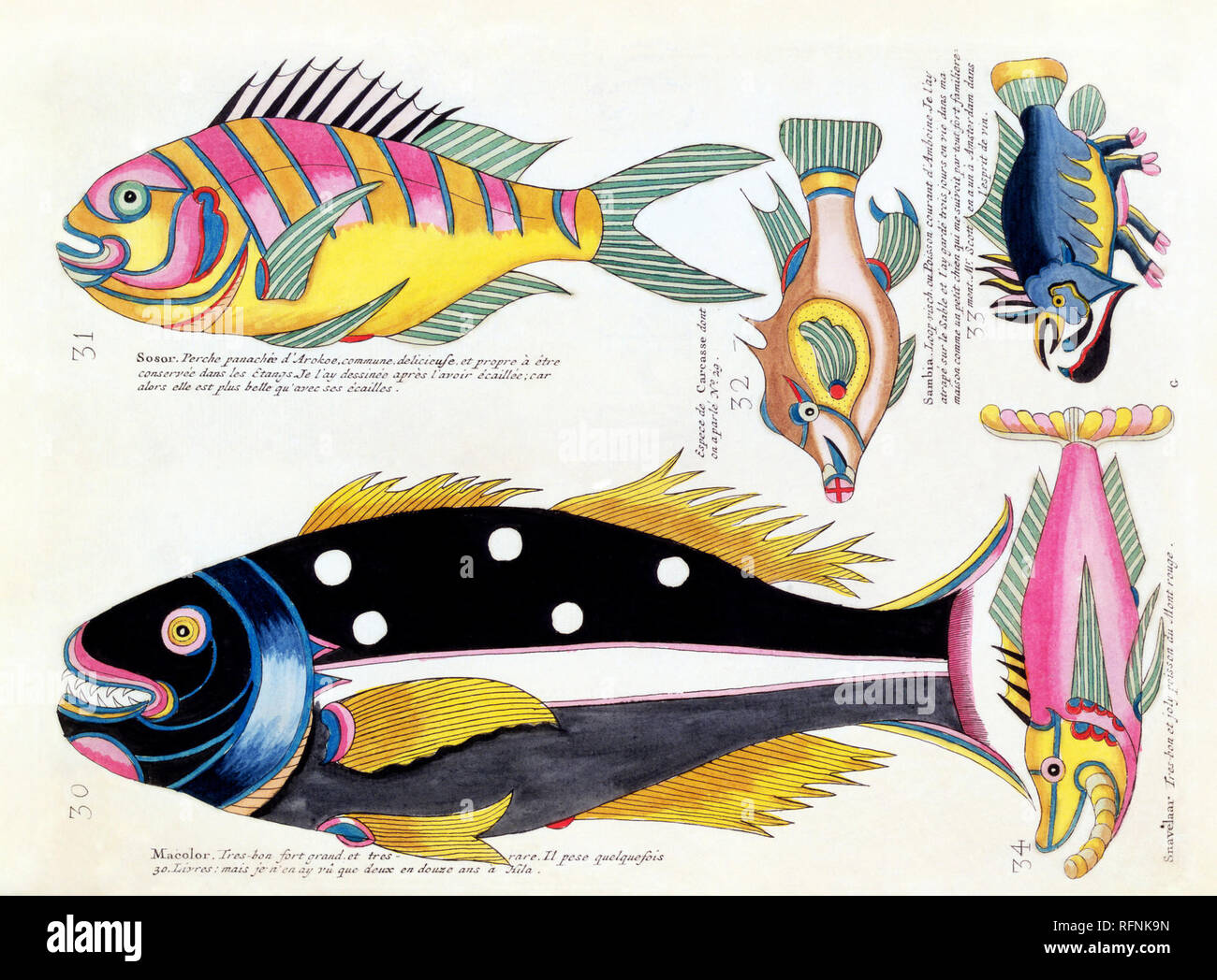 Louis Renard Stock Photos Louis Renard Stock Images Alamy