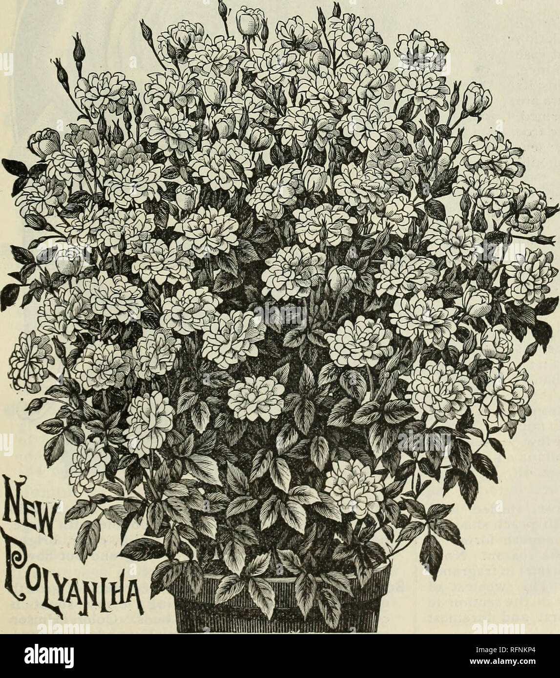 . Spring 1896. Nursery stock Ohio Catalogs; Vegetables Seeds Catalogs; Plants, Ornamental Catalogs; Fruit trees Seedlings Catalogs; Fruit Catalogs; Trees Seedlings Catalogs; Nursery stock; Vegetables; Plants, Ornamental; Fruit trees; Fruit; Trees. Sombreuil. Large, fine formed flowers; white, tinted delicate rose; blooms in clusters. 15c. SafPano. Bright apricot yellow, changing to orange and fawn, sometimes tinted with rose; valued highly for its beautiful buds ; fragrant. The Queen. A pure white rose, elegant shape and very large size. A vigorous and healthy grower and continuous bloomer, pr Stock Photo