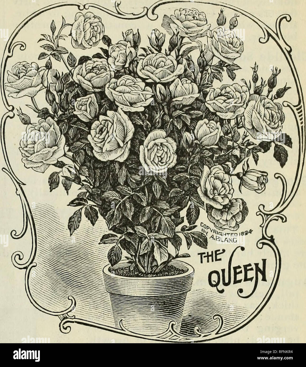 . Spring 1896. Nursery stock Ohio Catalogs; Vegetables Seeds Catalogs; Plants, Ornamental Catalogs; Fruit trees Seedlings Catalogs; Fruit Catalogs; Trees Seedlings Catalogs; Nursery stock; Vegetables; Plants, Ornamental; Fruit trees; Fruit; Trees. ROSES. &quot;3. Sombreuil. Large, fine formed flowers; white, tinted delicate rose; blooms in clusters. 15c. SafPano. Bright apricot yellow, changing to orange and fawn, sometimes tinted with rose; valued highly for its beautiful buds ; fragrant. The Queen. A pure white rose, elegant shape and very large size. A vigorous and healthy grower and contin Stock Photo
