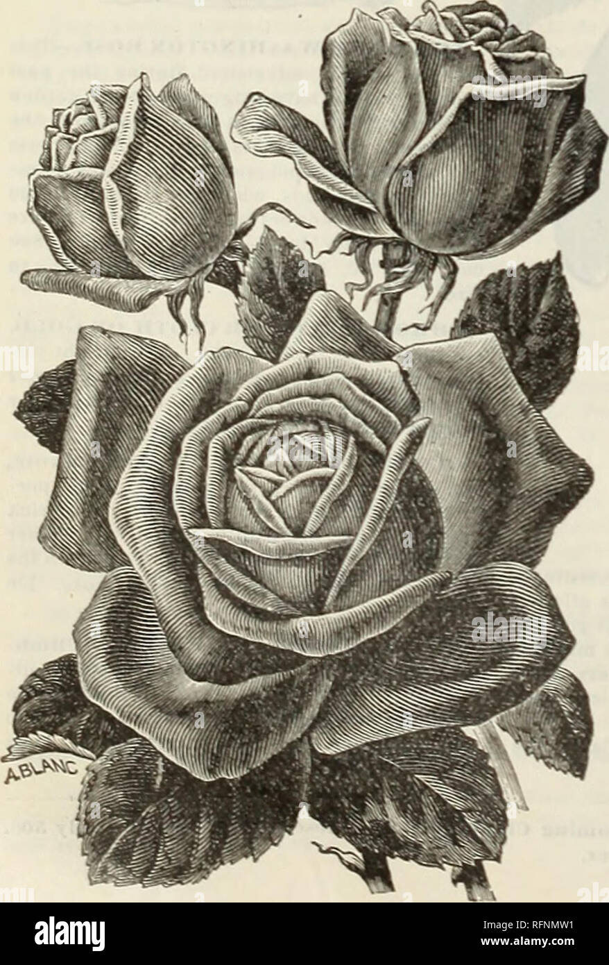 Spring Catalogue Roses Plants Seeds Nurseries