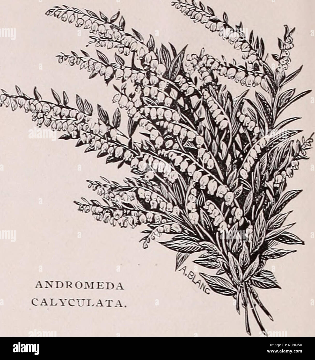 . Trade catalogue of American plants and shrubs. Nurseries (Horticulture) New Jersey Hammonton Catalogs; Plants, Ornamental Catalogs; Ornamental shrubs Catalogs; Flowers Catalogs. Wm. F. Bassett &amp; Son, Hammonton, New Jersey. Andromeda Mariana. 8 to 12 in. 60 cts. per doz., $4 per 100, $30 per i.oco. Andromeda Mariana. 1 to 2 ft. $1 per doz., $5 per 100, $40 per 1,000. (Have fine stock of A. Mariana in nursery, 2 and 3 years old.) 1 to 2 ft., Col. 50 cts. per doz., $2 per 100, $15 per 1,000. Andromeda raceniosa. 1 to 2 ft 80c. per doz., $5 per 100, $40 per 1,000. 1 to 2 ft., Col. 60 cts. pe Stock Photo