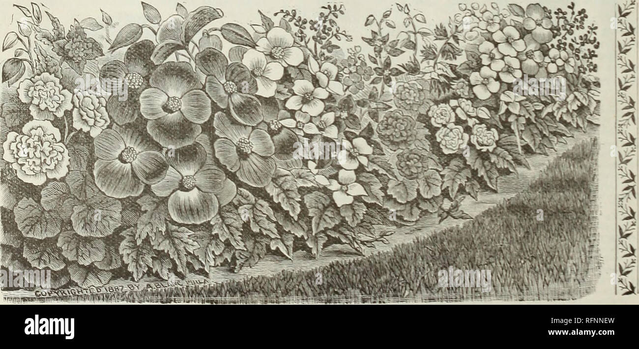 Catalogue Of Seeds And Horticultural Sundries Vegetable Flower Bulbs Plants Vegetables Seeds Catalogs Flowers Seeds Catalogs Gardening Equipment And Supplies Catalogs Commercial Catalogs New York State New York Vegetables Flowers