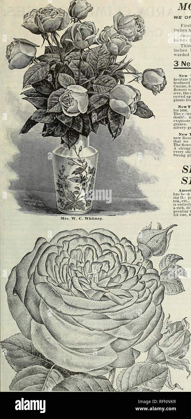 Spring Catalogue Roses Plants Seeds Nurseries
