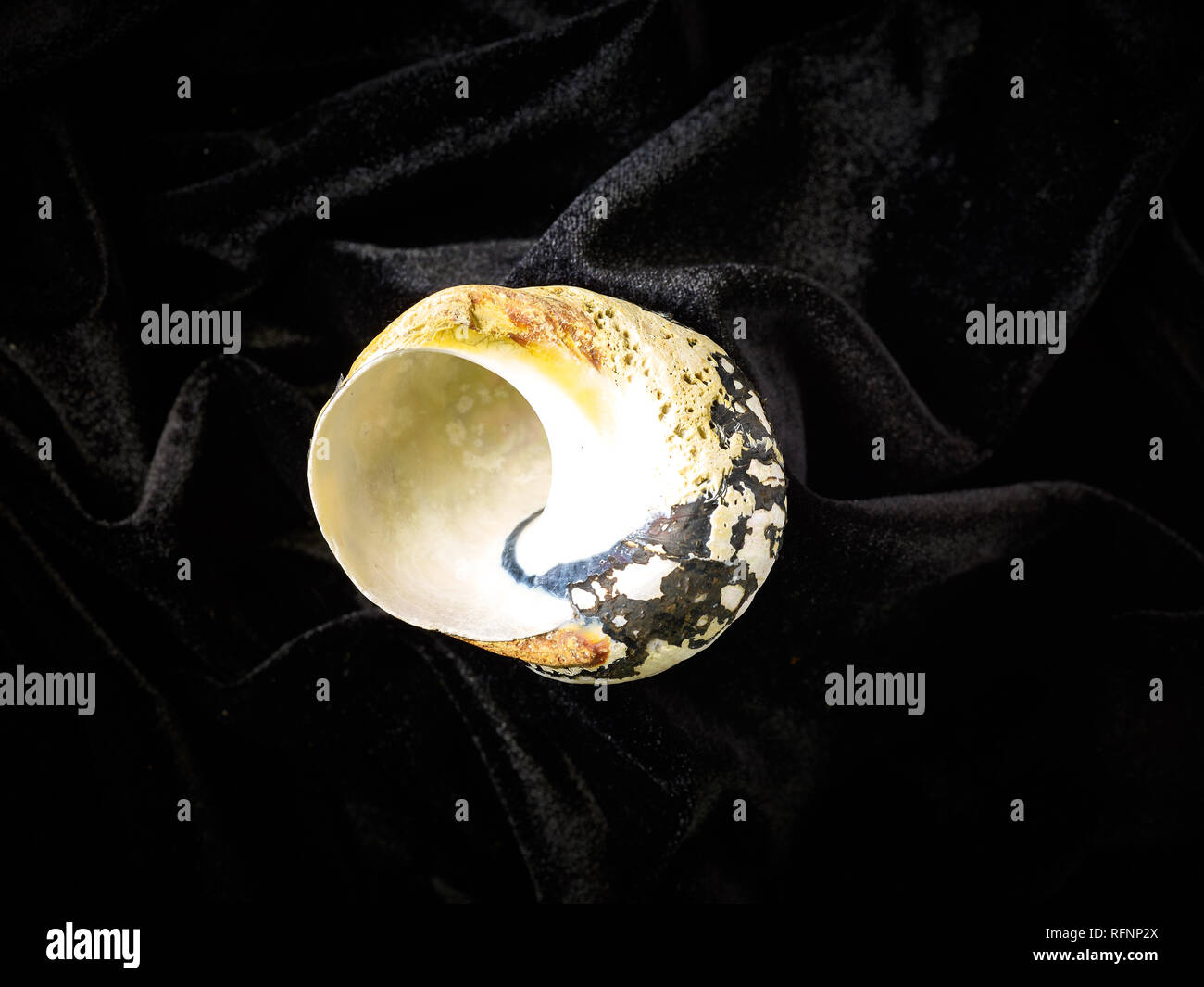 Colourful seashell against black background, stilllife Stock Photo Alamy