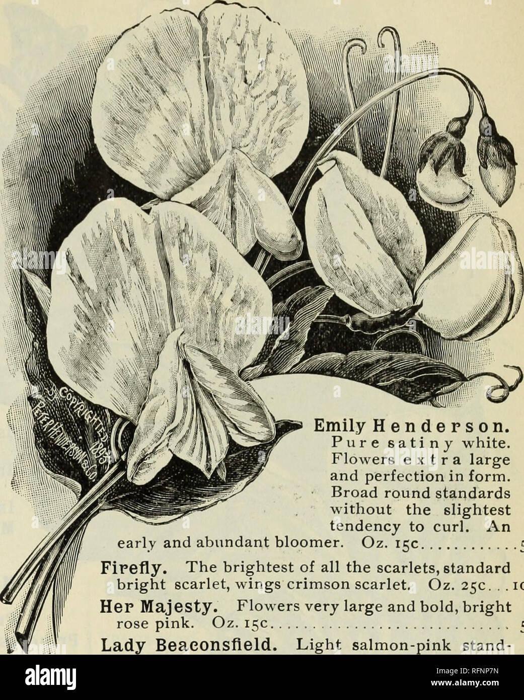 . Spring 1896. Nursery stock Ohio Catalogs; Vegetables Seeds Catalogs; Plants, Ornamental Catalogs; Fruit trees Seedlings Catalogs; Fruit Catalogs; Trees Seedlings Catalogs; Nursery stock; Vegetables; Plants, Ornamental; Fruit trees; Fruit; Trees. KATHERINE TRACY. ,2% Emily Henderson. Pure satiny white. Flowers extra large and perfection in form. Broad round standards without the slightest tendency to curl. An early and abundant bloomer. Oz. 15c 5 Firefly. The brightest of all the scarlets, standard bright scarlet, wings crimson scarlet. Oz. 25c. . 10 Her Majesty. Flowers very large and bold,  Stock Photo
