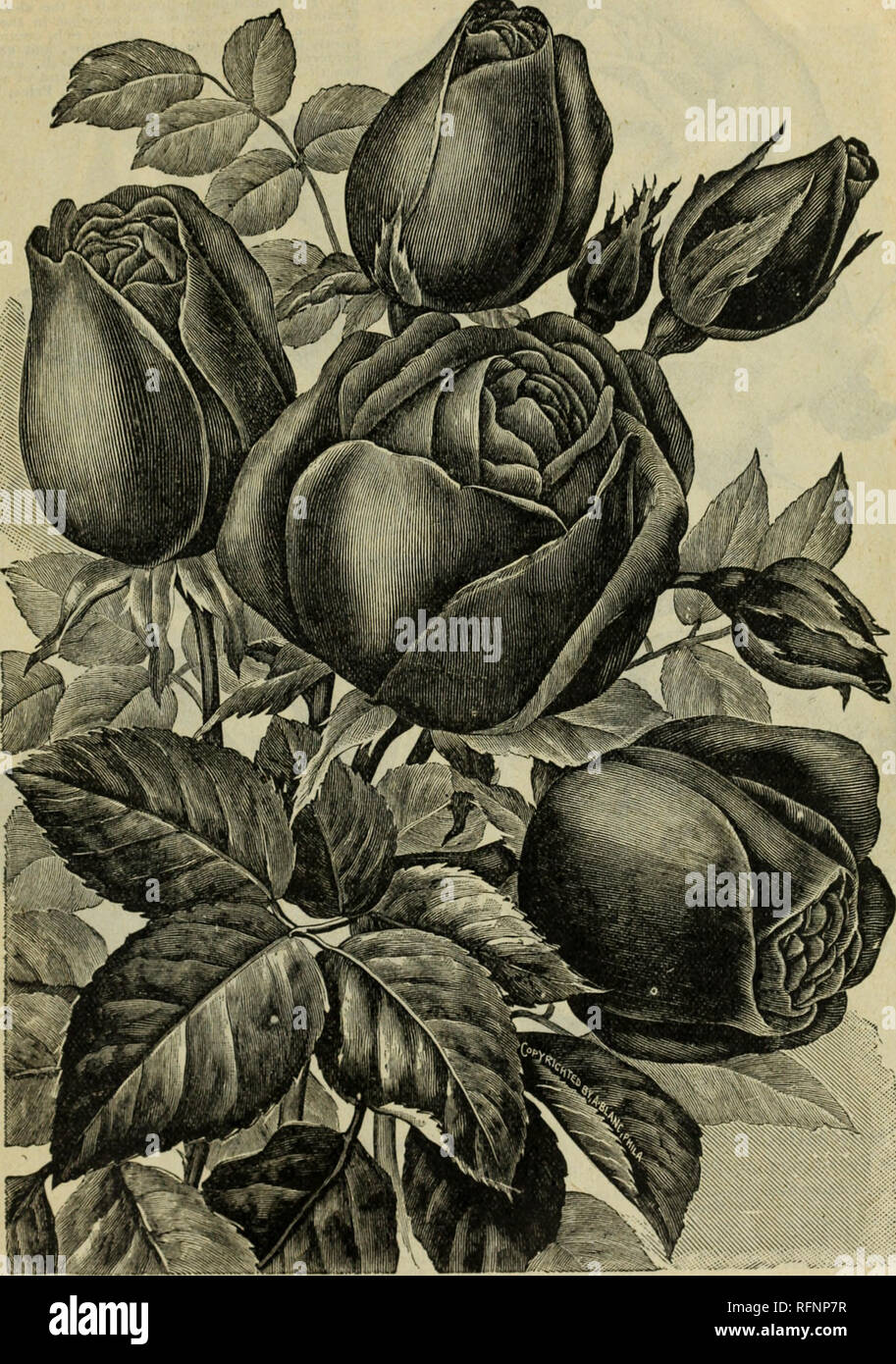 . Catalogue of plants, bulbs and seeds. Nursery stock Ohio Catalogs; Flowers Seeds Catalogs. The John A Doyle Co., Florists, Springfield, Ohio. TWO NEW EVER-BLOOMING ROSES. Price, 15 cents each. The two for 25 cents.. MRS. PIERPONT MORGAN. «r*« nlPnnniiT unDl&quot; AM A sport of Mademoiselle Cusin, and in every respect superior to it. The flowers areJar- MRS. PIERPONT MORbAN. «r and very double, many of them measuring four inches across. The foliage ,s.alsomore luxuriant and larger. It is a most prolific bloomer, the flowers being of an intensely bright cer.se or rose-p.nk. By authority on Ros Stock Photo