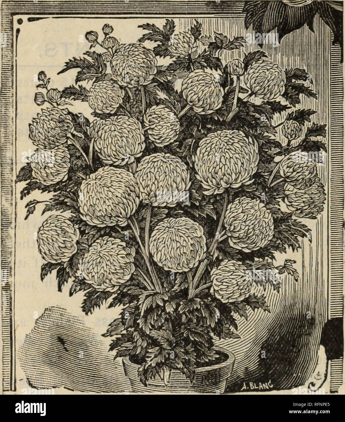 Catalogue of and plants, stock seeds. Nursery Ohio bulbs ... bulbs stock of plants, ... seeds. Nursery Ohio Catalogue and