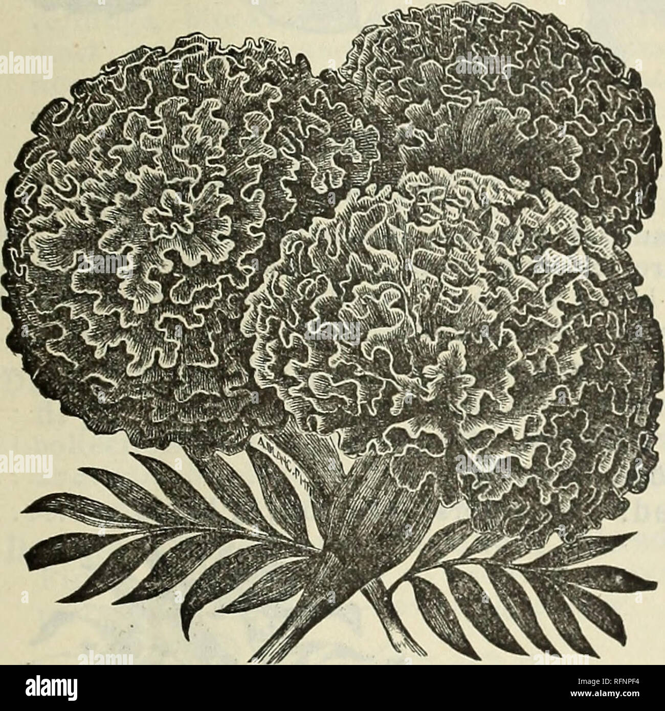 . Spring 1896. Nursery stock Ohio Catalogs; Vegetables Seeds Catalogs; Plants, Ornamental Catalogs; Fruit trees Seedlings Catalogs; Fruit Catalogs; Trees Seedlings Catalogs; Nursery stock; Vegetables; Plants, Ornamental; Fruit trees; Fruit; Trees. FLOWER SEEDS. 45 LATHYRUS .—(Everlaitlng Pea.) Perennial climbers, suitable for trellises, arbors, etc. Young plants flower the second year freely, but the third and fourth years they produce an abundance of foliage and bloom. They die down every year and start again in the Spring. Hardy perennial; 5 to 6 feet. LatifoliuS. Mixed colors 5 MARIGOLD. Ol Stock Photo