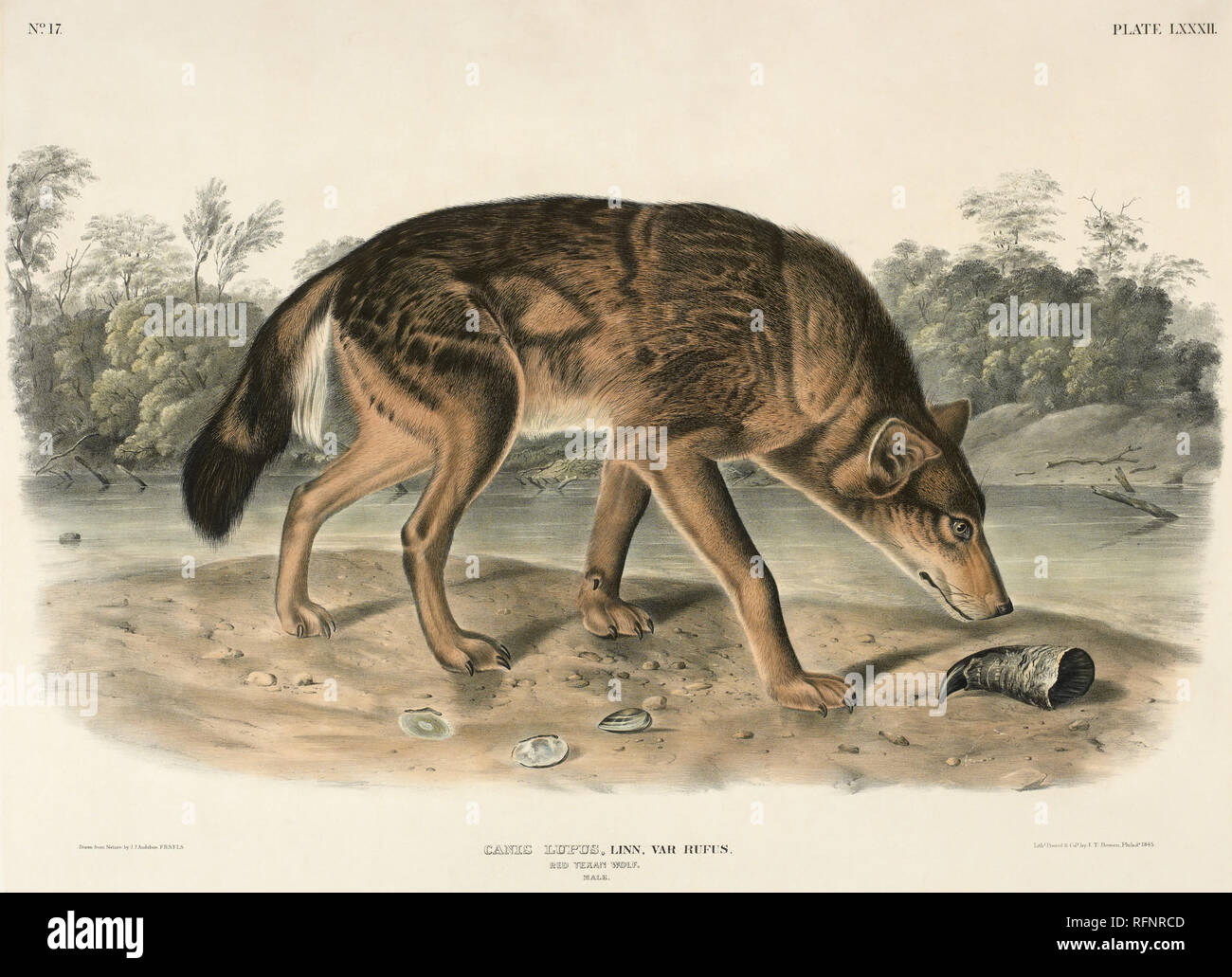 John James Audubon (Jean-Jacques Audubon) (1785 1851), RED TEXAS WOLF  (CANIS LUPUS).jpg - RFNRCD Stock Photo - Alamy
