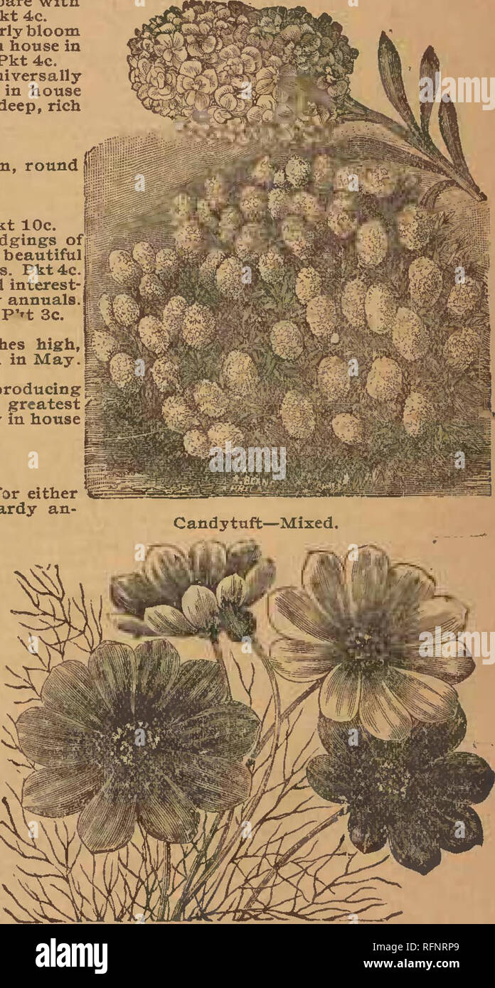 . Alneer Brothers seed &amp; plant catalogue for 1897. Vegetables Seeds Catalogs; Flowers Seeds Catalogs; Plants, Ornamental Catalogs; Commercial catalogs Illinois Rockford. Pkt 7c. Asters—Finest ^Double Mixed. Campanula. (Canterbury Bell.) A very fine perennial plant, usually sown in the fall, but if sown very early in the spring will flower the same season. It has large bell- shaped flowers of various colors. Mixed, pkt 4c. Canary Bird Flower. (Tropseolum Pere- gtium.) One of the most desirable climbinar plants. It is of rapid growth. Sow seed same as Aster. Pkt 4c, Cosmos Hybrldus. Plants f Stock Photo