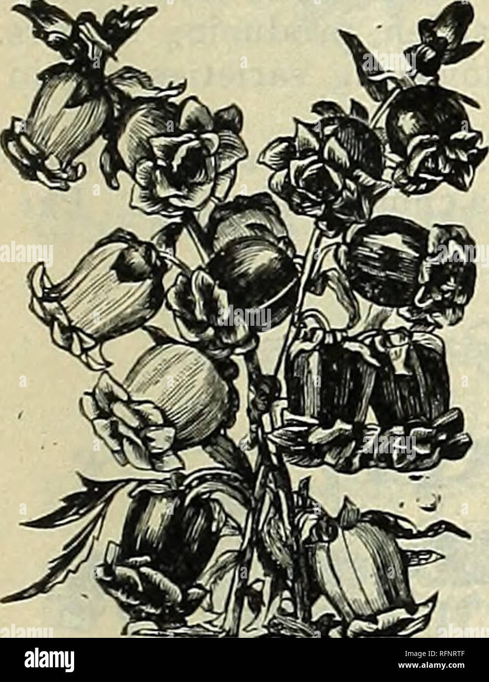 . The Geo. A. Weaver Co's annual catalogue of seeds. Flowers Seeds