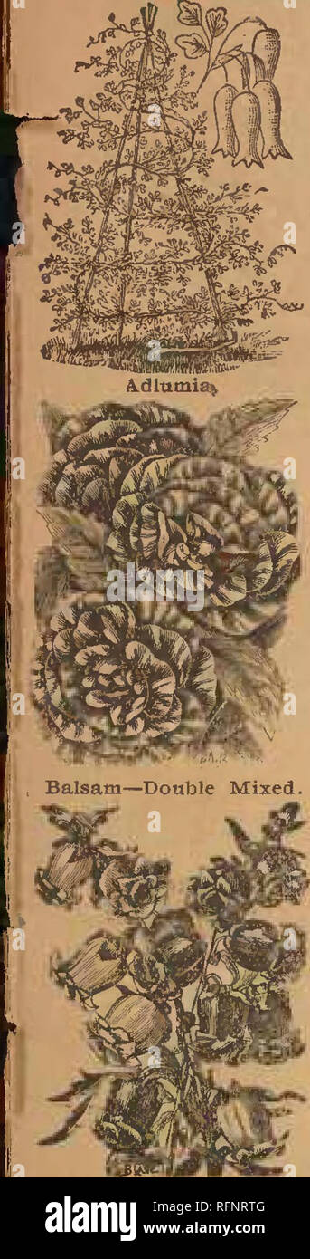 . Alneer Brothers seed &amp; plant catalogue for 1897. Vegetables Seeds Catalogs; Flowers Seeds Catalogs; Plants, Ornamental Catalogs; Commercial catalogs Illinois Rockford. Cantcfbury Bells.. Please note that these images are extracted from scanned page images that may have been digitally enhanced for readability - coloration and appearance of these illustrations may not perfectly resemble the original work.. Alneer Brothers.. Stock Photo